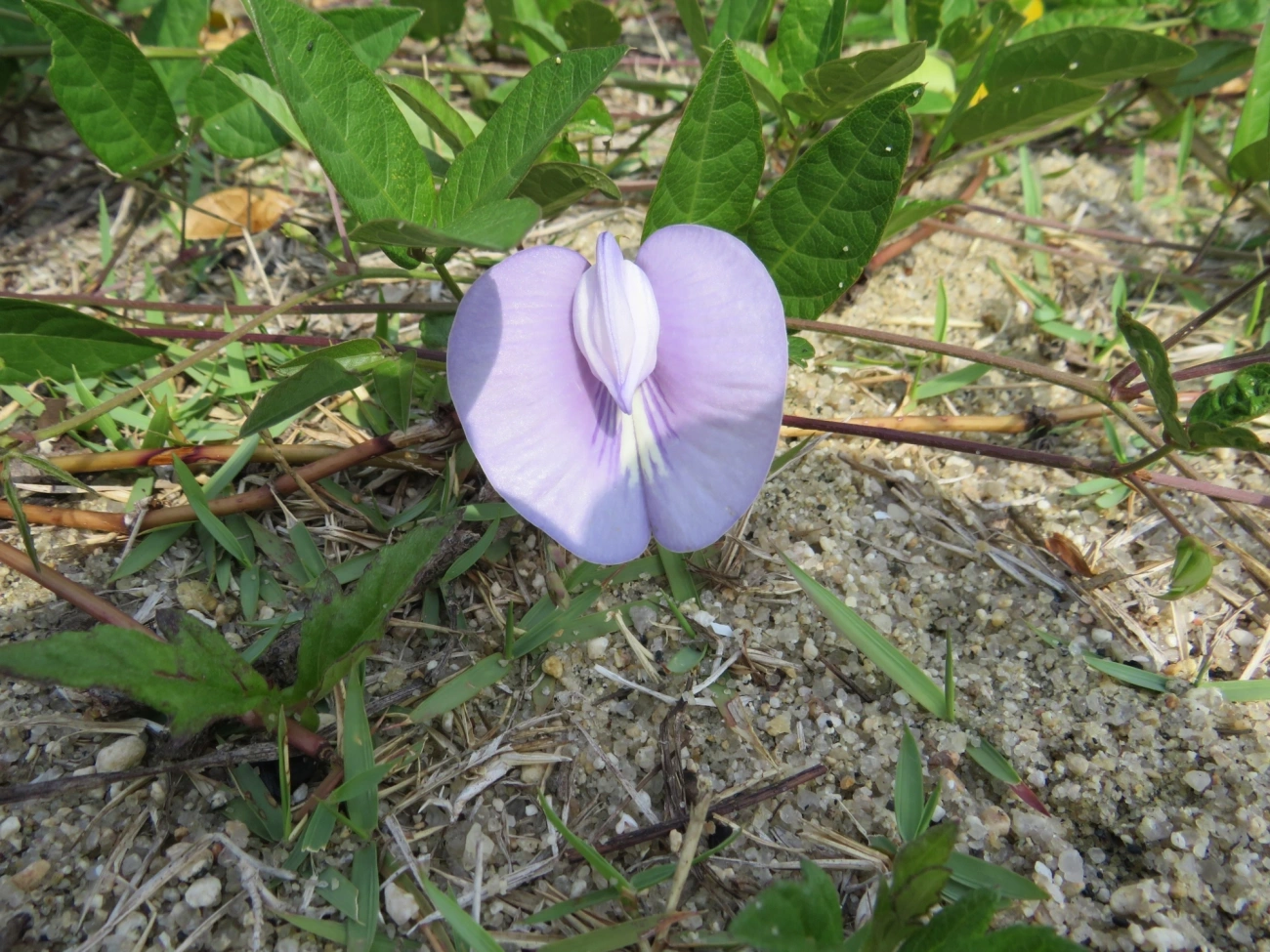 Centro (Centrosema pubescens), plantas, fotografado em Mocóca