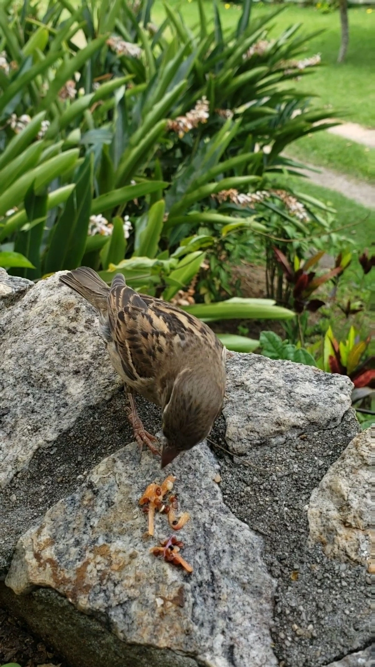 Pardal (Passer domesticus), aves, fotografado em Paraibuna