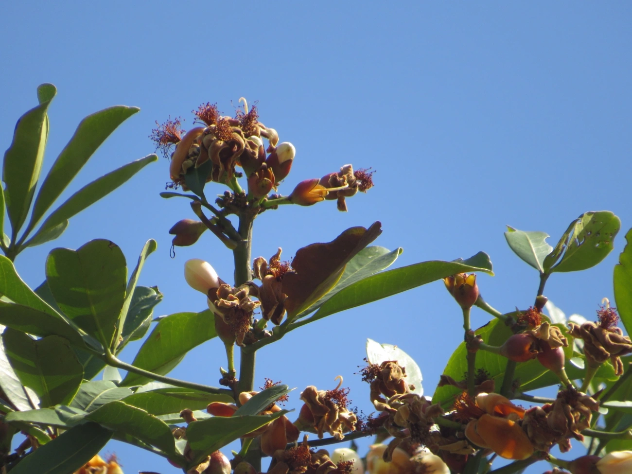 Bombacoideae, plantas, fotografado em Maresias, São Sebastião