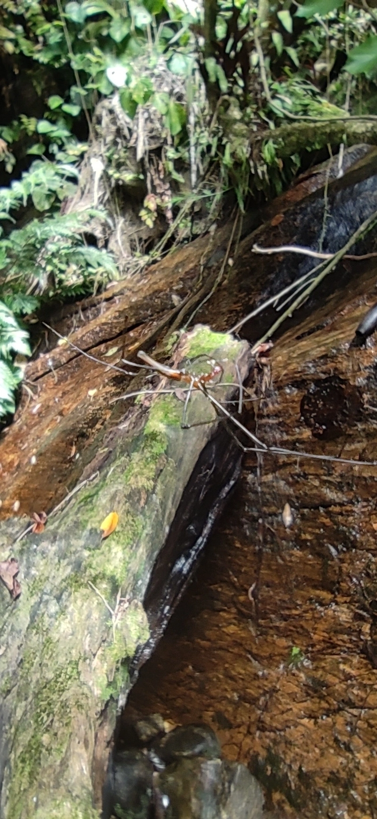 Aranhas-dos-Juncos (Tetragnatha), aracnídeos, fotografado em Maresias, São Sebastião