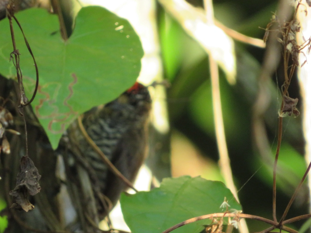 Pica-pau-anão-barrado (Picumnus cirratus), aves, fotografado em Maresias, São Sebastião