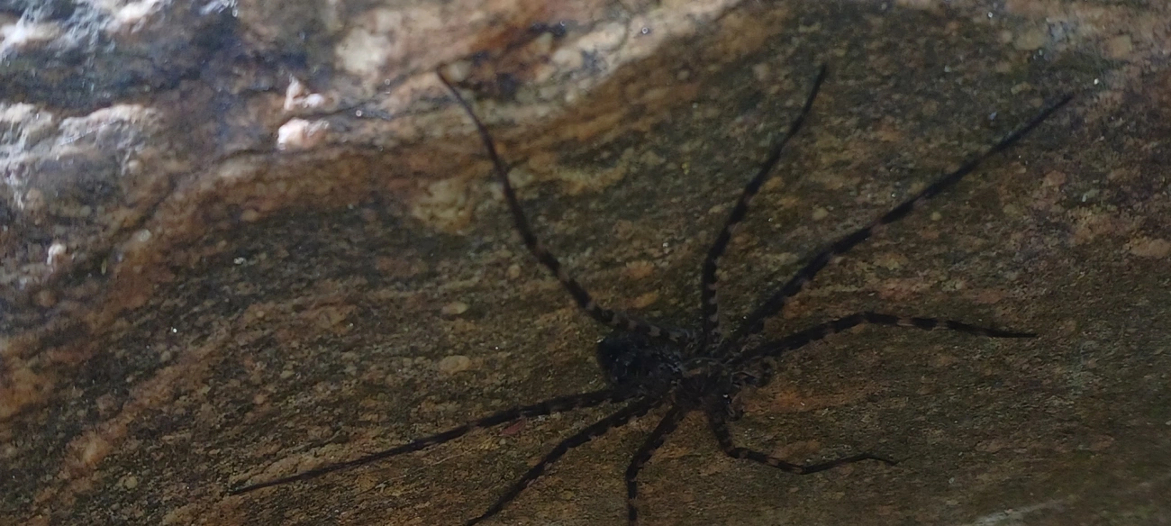 Aranhas-da-cachoeira (Trechaleidae), aracnídeos, fotografado em Cunha