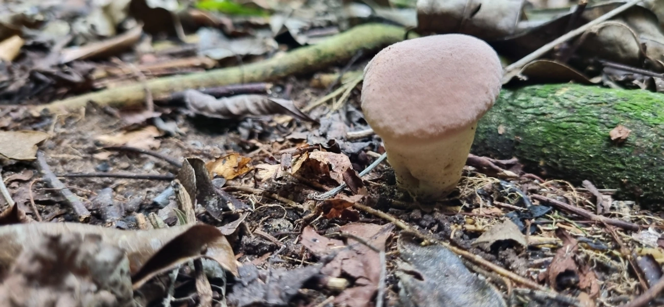 Lycoperdaceae, fungos, fotografado em Maresias, São Sebastião