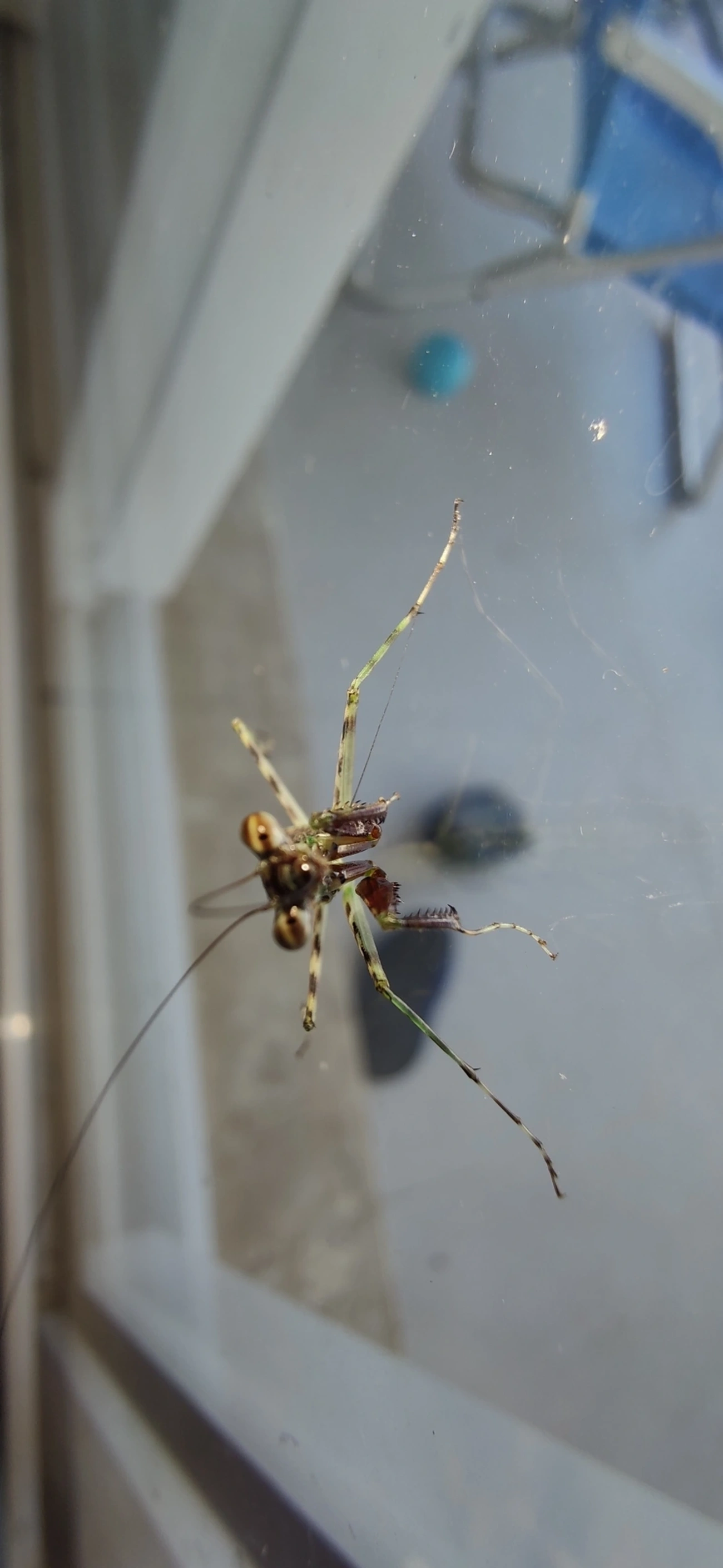 Liturgusidae, insetos, fotografado em Maresias, São Sebastião