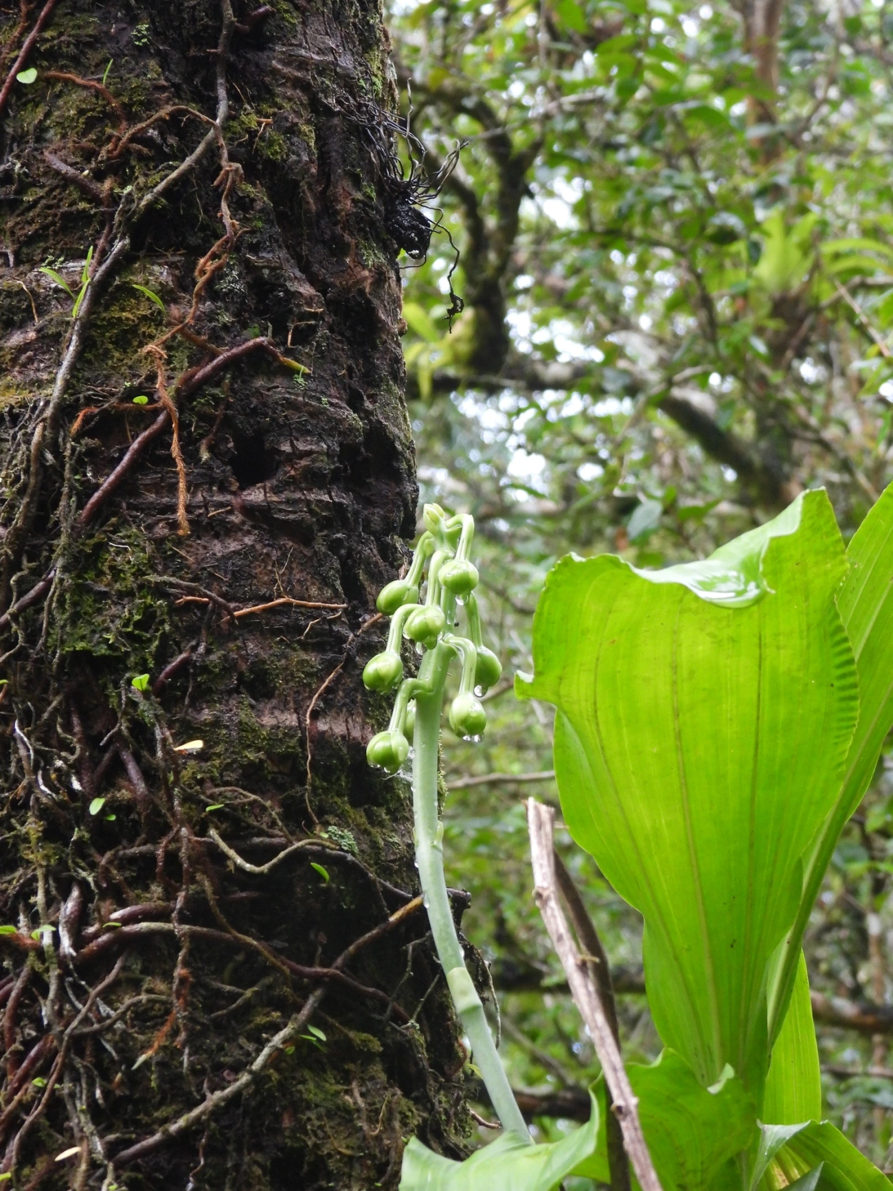 Cataseto-de-esporão (Catasetum integerrimum), plantas, fotografado em Maresias, São Sebastião