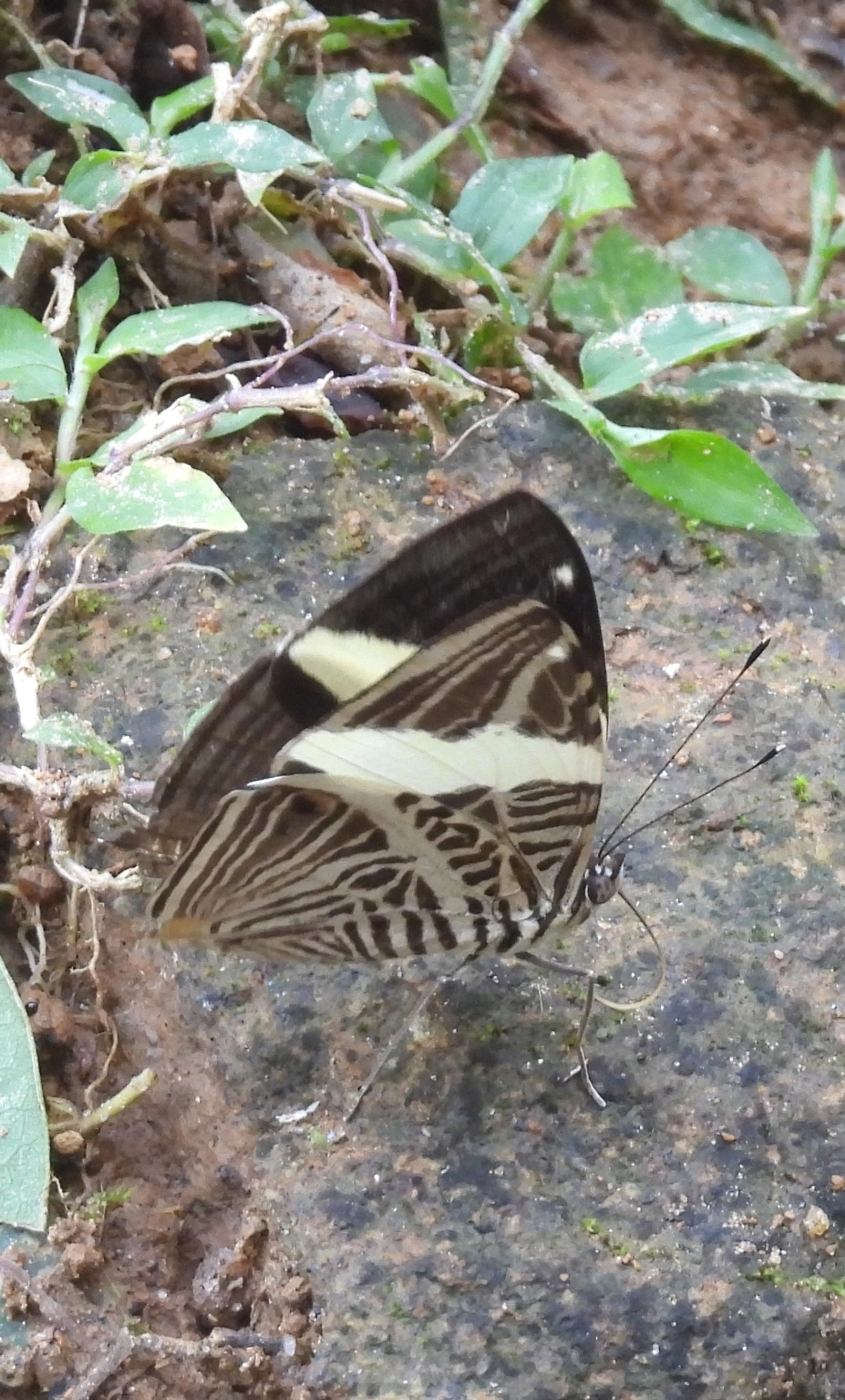 Borboleta-Zebra (Colobura dirce), insetos, fotografado em Cambaquara, Ilhabela