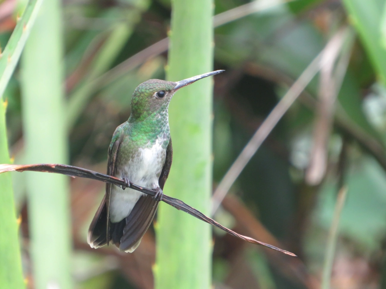 Beija-flor-de-garganta-verde (Chionomesa fimbriata), aves, fotografado em Maresias, São Sebastião