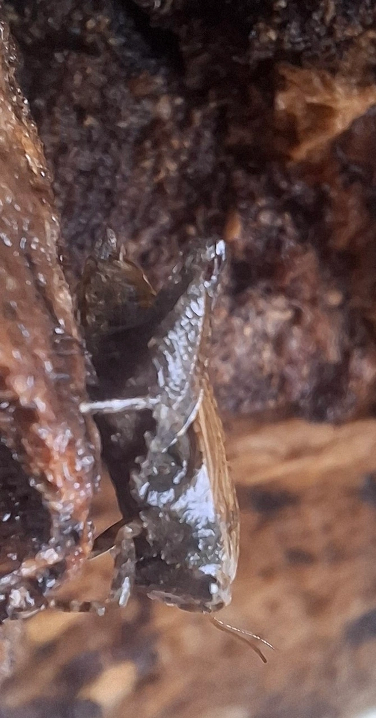 Tetrigidae, insetos, fotografado em Maresias, São Sebastião
