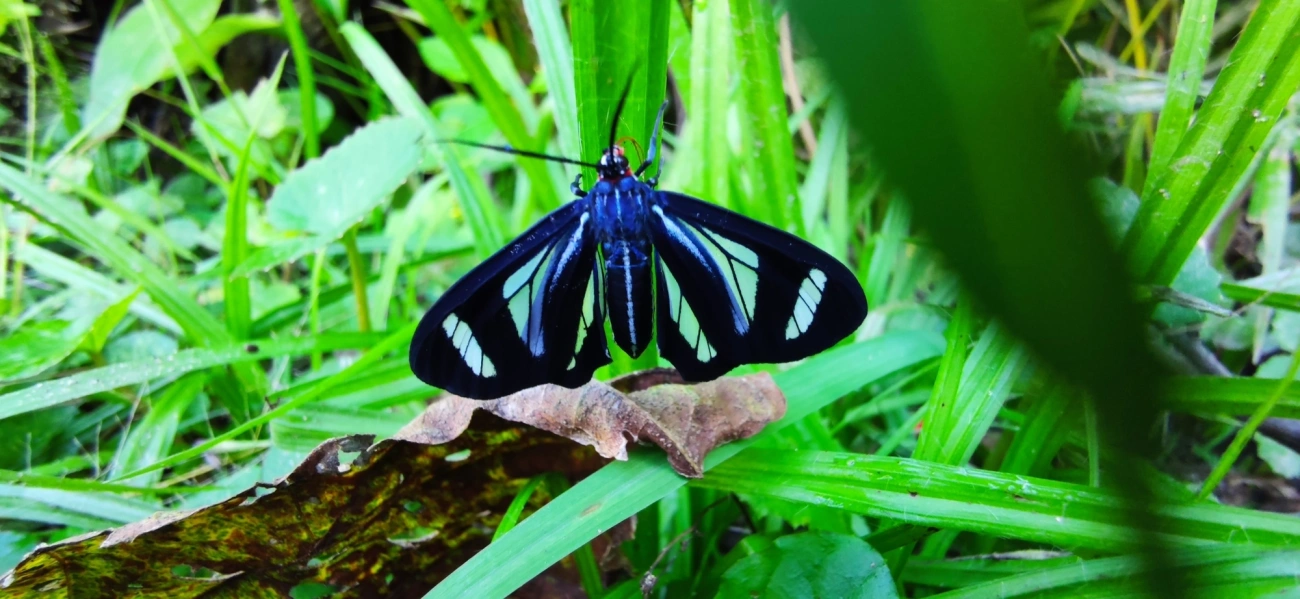 Agyrta dux, insetos, fotografado em Maresias, São Sebastião
