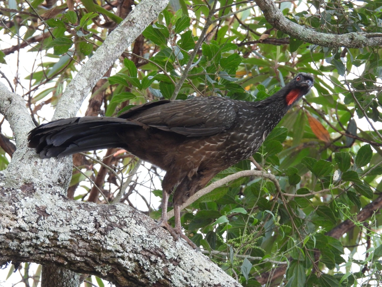Jacuaçu (Penelope obscura), aves, fotografado em Itamonte