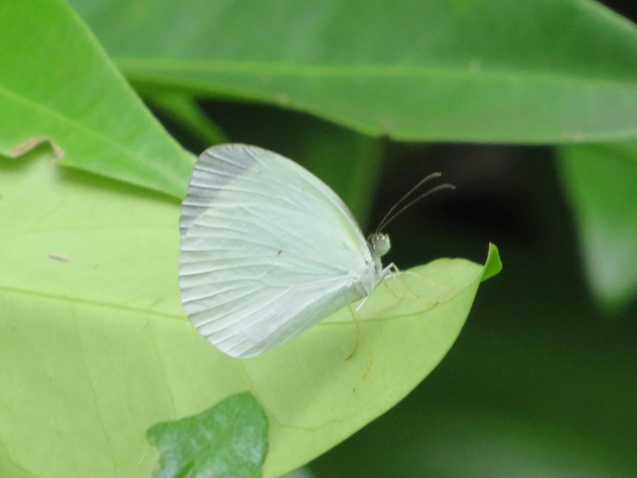 Borboleta-fantasma-amarela (Eurema albula), insetos, fotografado em Maresias, São Sebastião