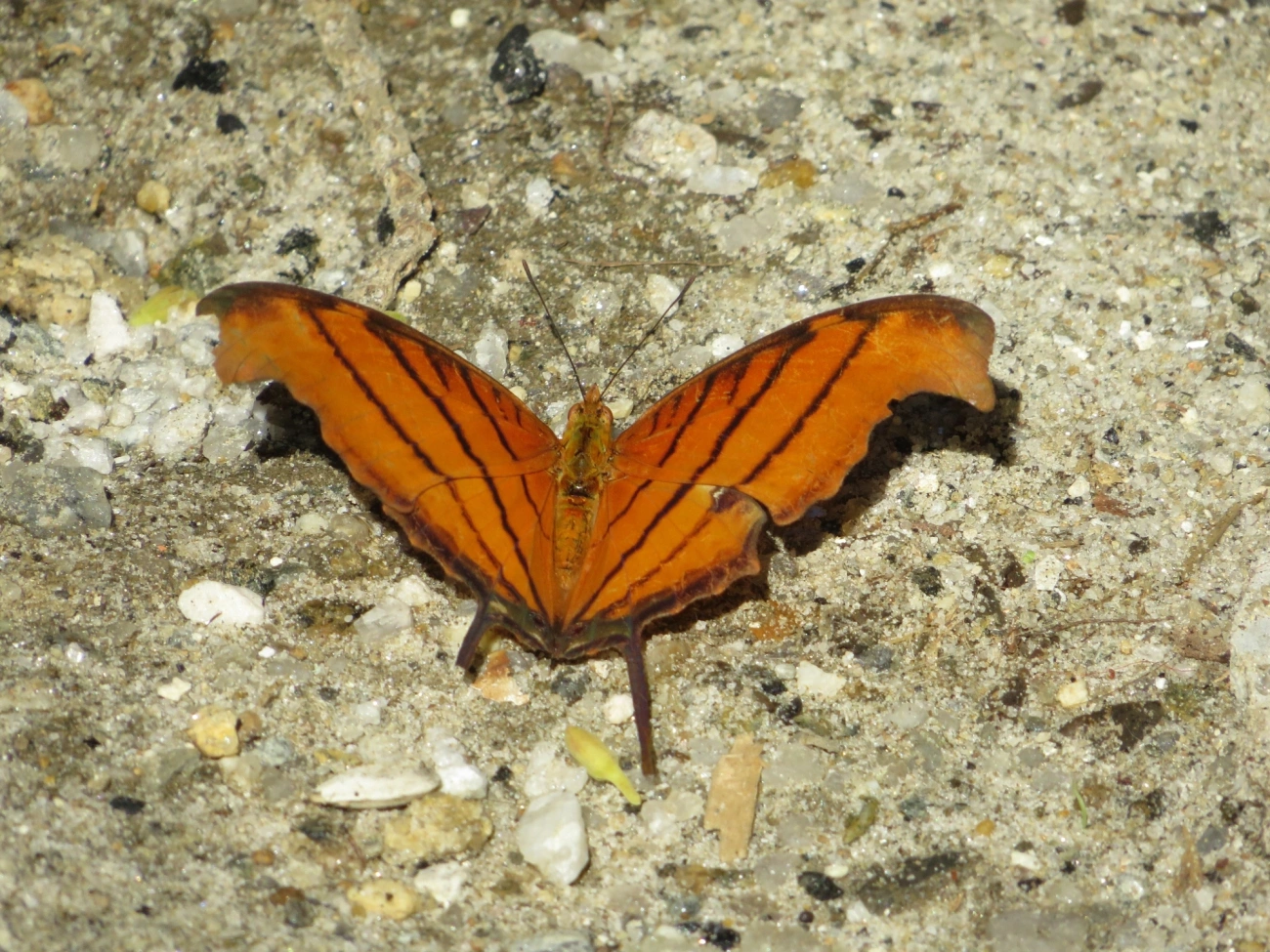 Borboleta-Asas-de-Punhal (Marpesia petreus), insetos, fotografado em Paúba, São Sebastião