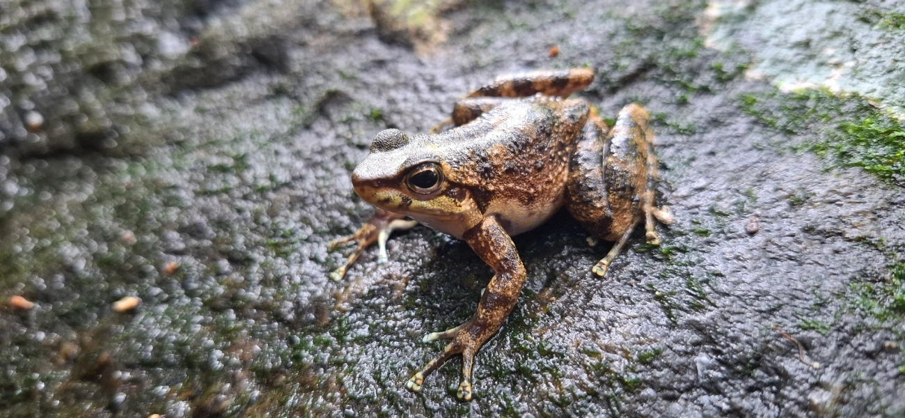Hylodes, anfíbios, fotografado em São Sebastião