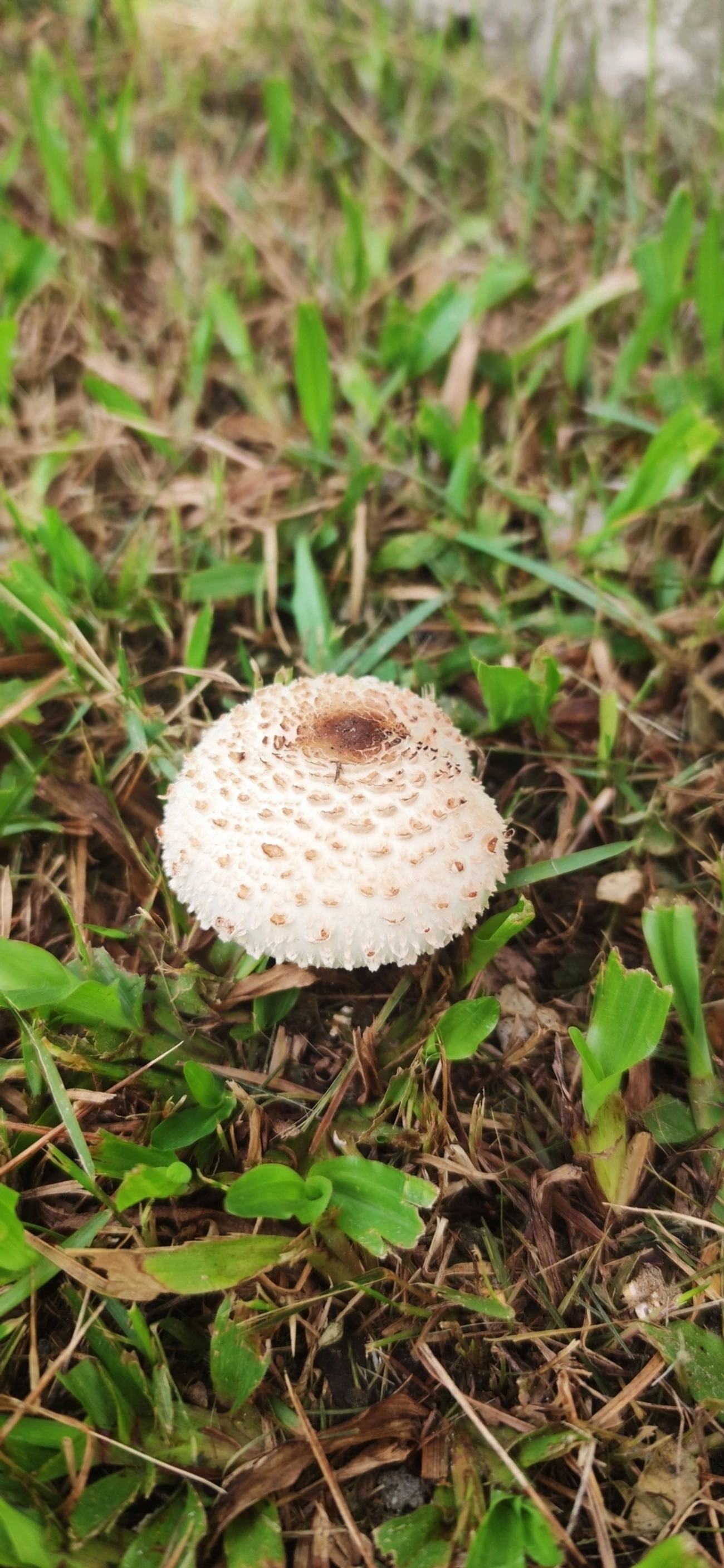 Falso guarda-sol (Chlorophyllum molybdites), fungos, fotografado em Maresias, São Sebastião