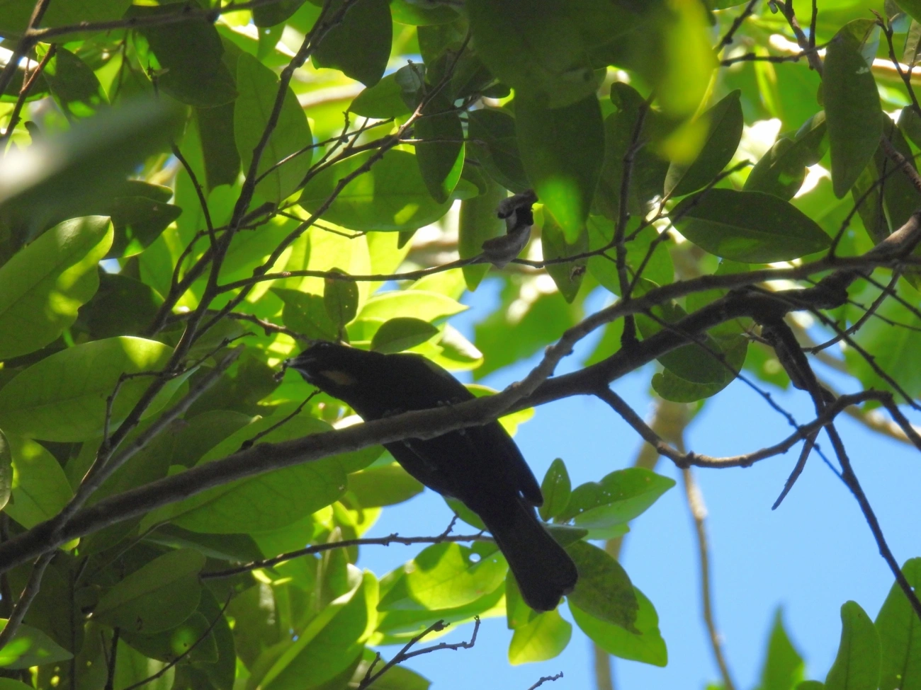 Tiê-galo (Loriotus cristatus), aves, fotografado em Maresias, São Sebastião