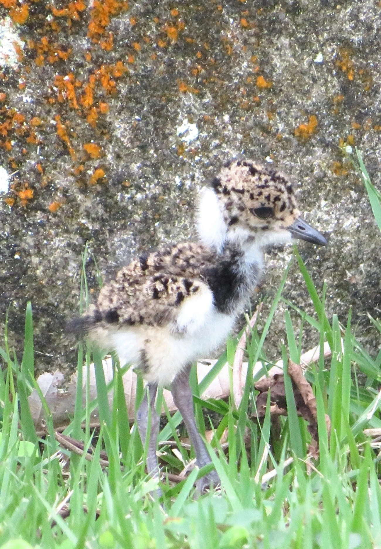 Quero-quero (Vanellus chilensis), aves, fotografado em Maresias, São Sebastião