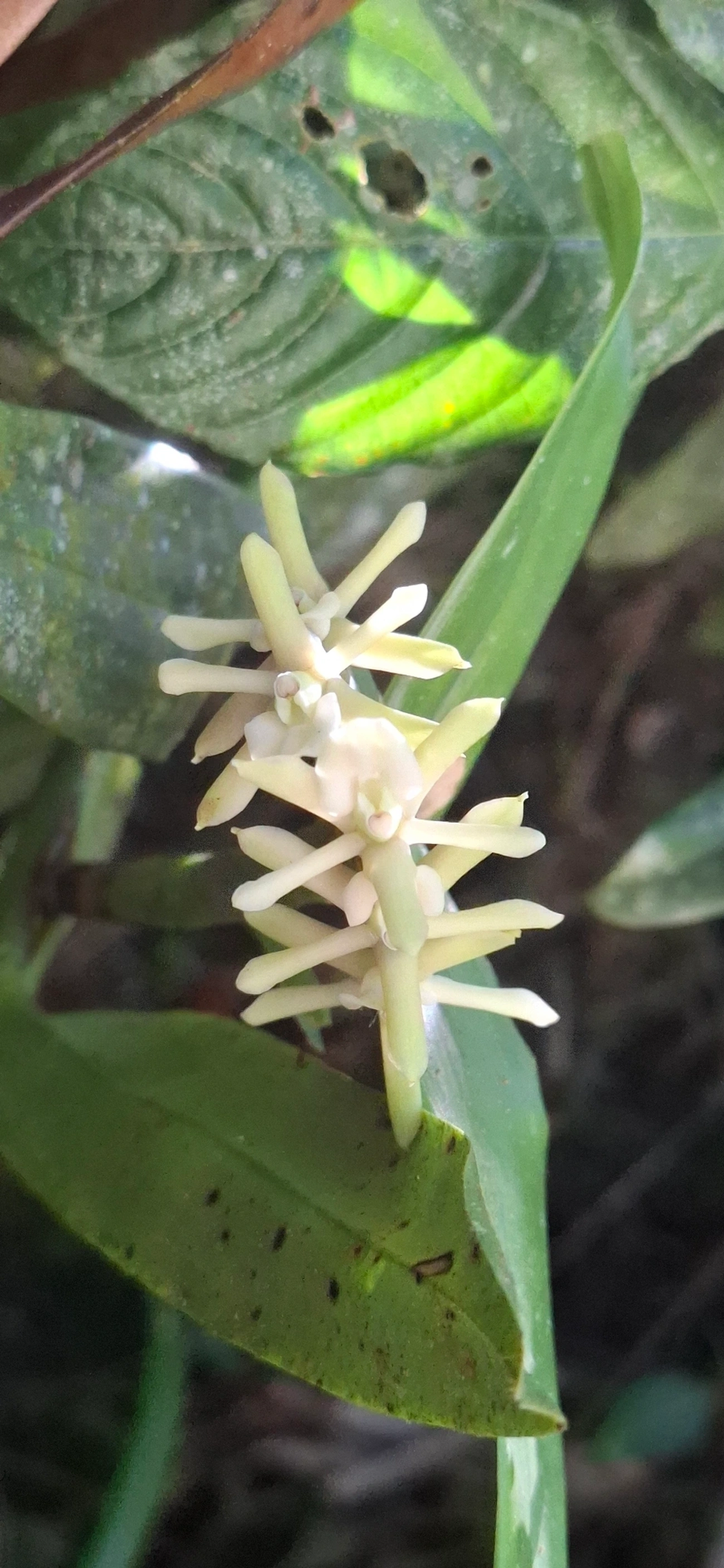 Orquídeas (Orchidaceae), plantas, fotografado em Queluz