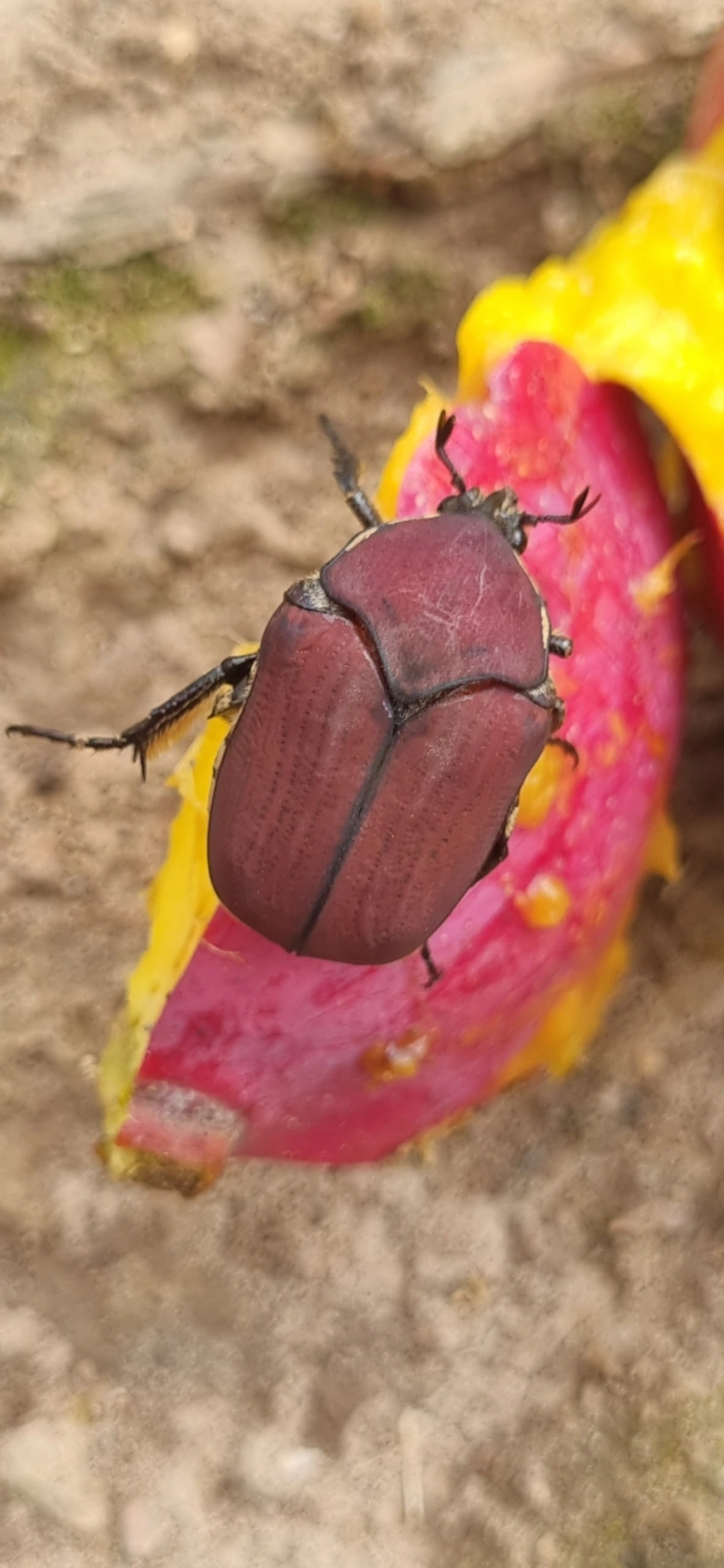 Allorrhina menetriesi, insetos, fotografado em Itu