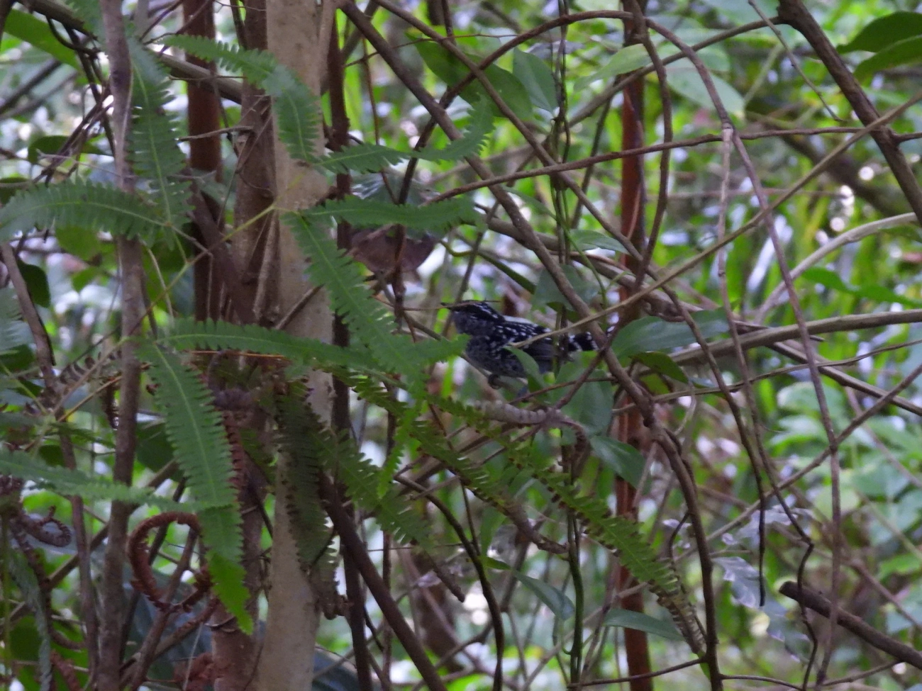 Pintadinho (Drymophila squamata), aves, fotografado em Maresias, São Sebastião