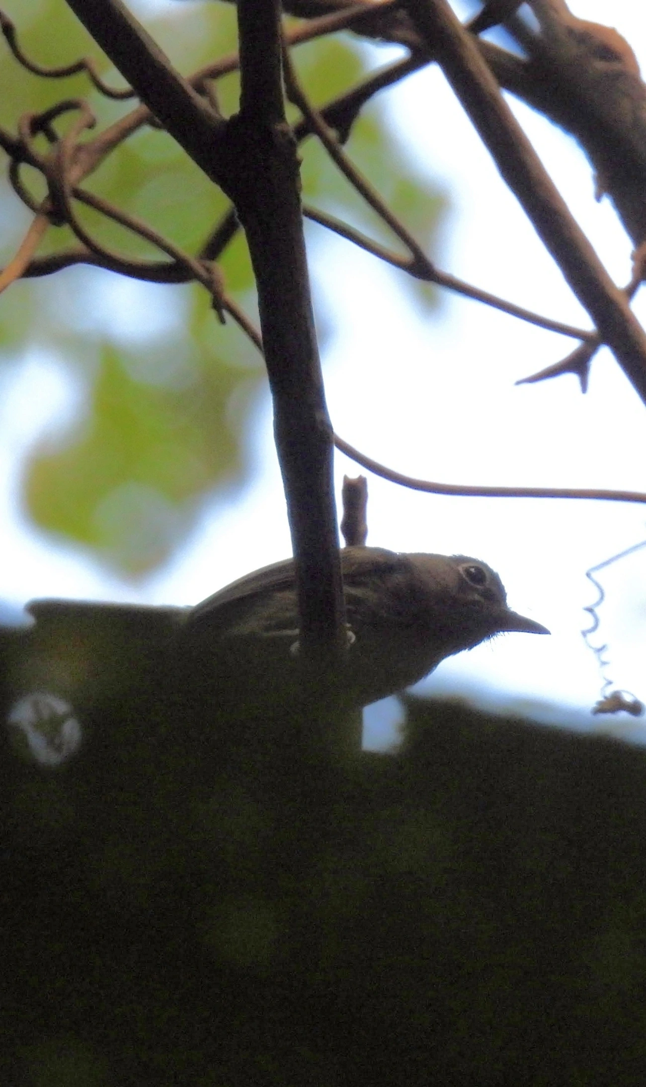 Juruviara (Vireo chivi), aves, fotografado em Maresias, São Sebastião