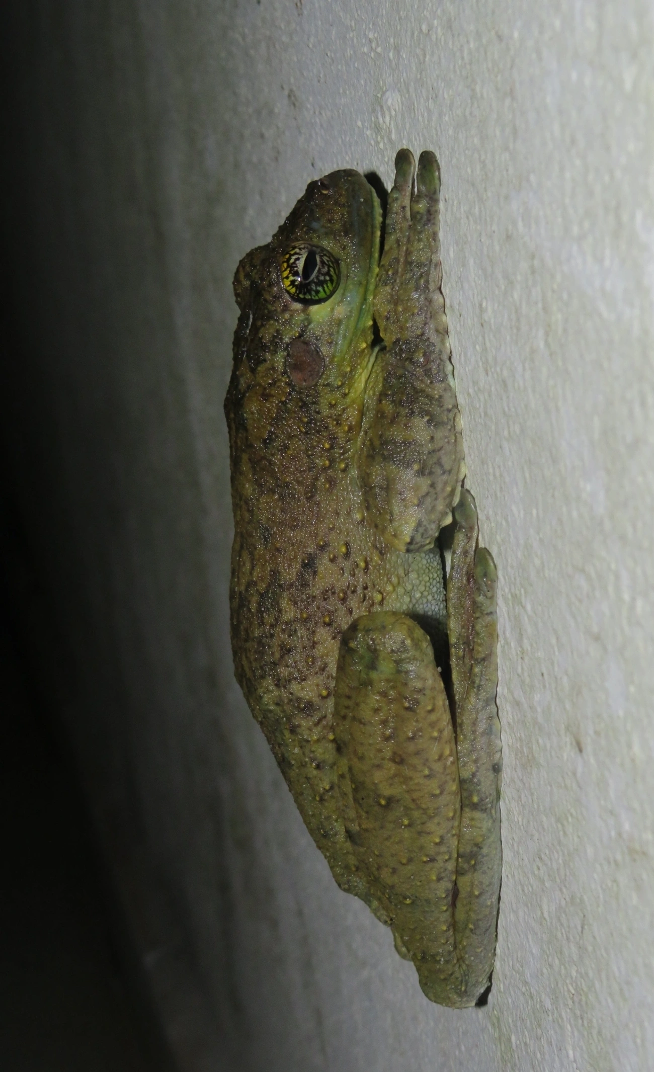 Perereca-Castanhola (Itapotihyla langsdorffii), anfíbios, fotografado em Maresias, São Sebastião