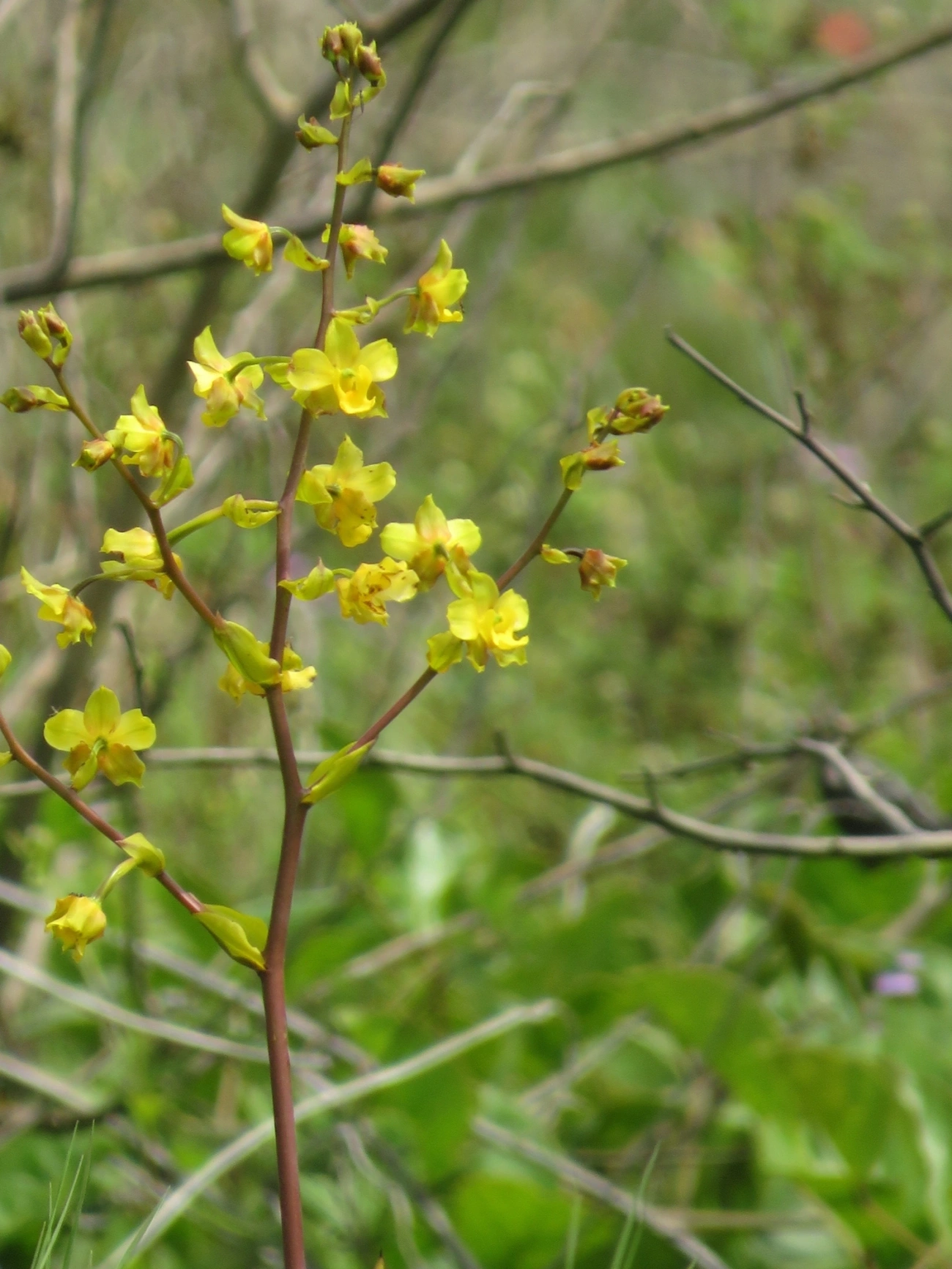 Rabo-de-tatu-amarelo (Cyrtopodium flavum), plantas, fotografado em Mocóca