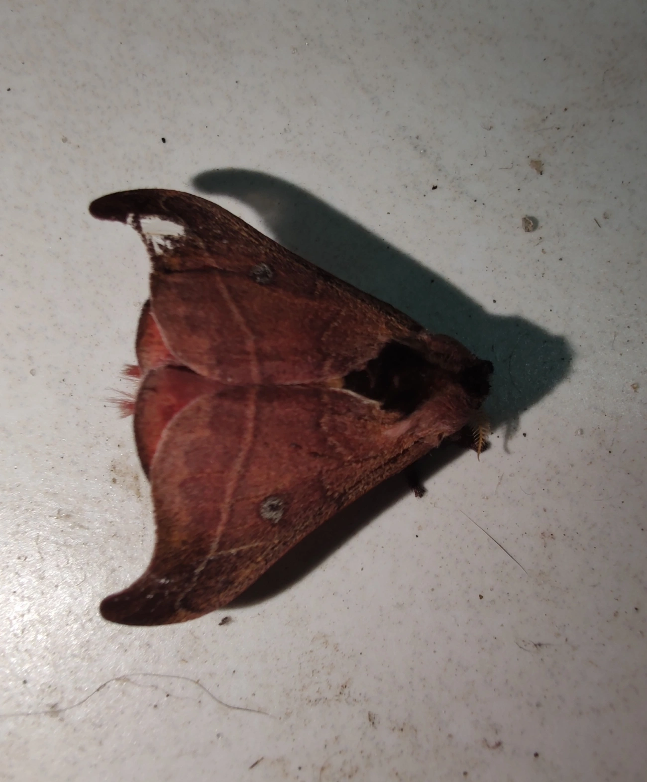 Hylesia nanus, insetos, fotografado em Maresias, São Sebastião