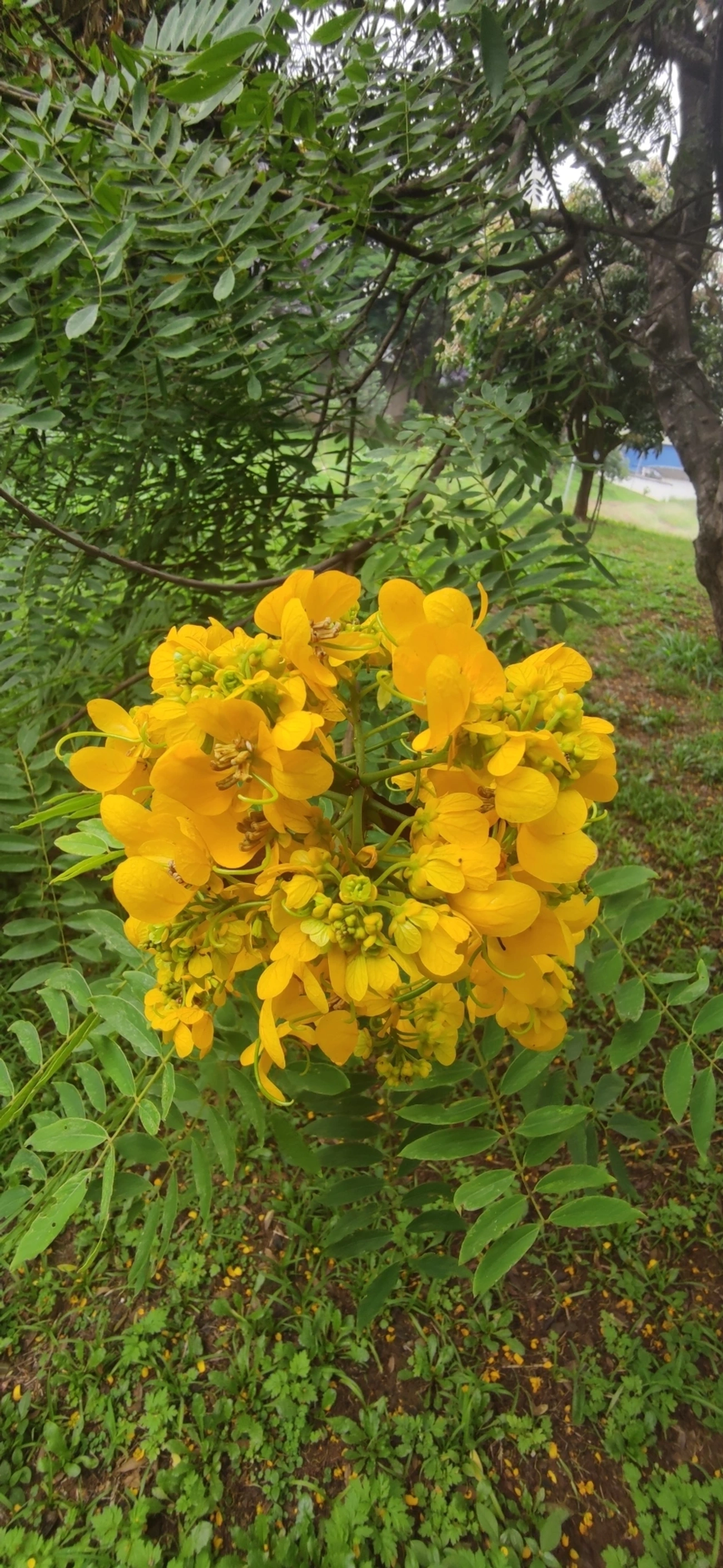 Cássia-do-nordeste (Senna spectabilis), plantas, fotografado em R. Acurui, São Paulo
