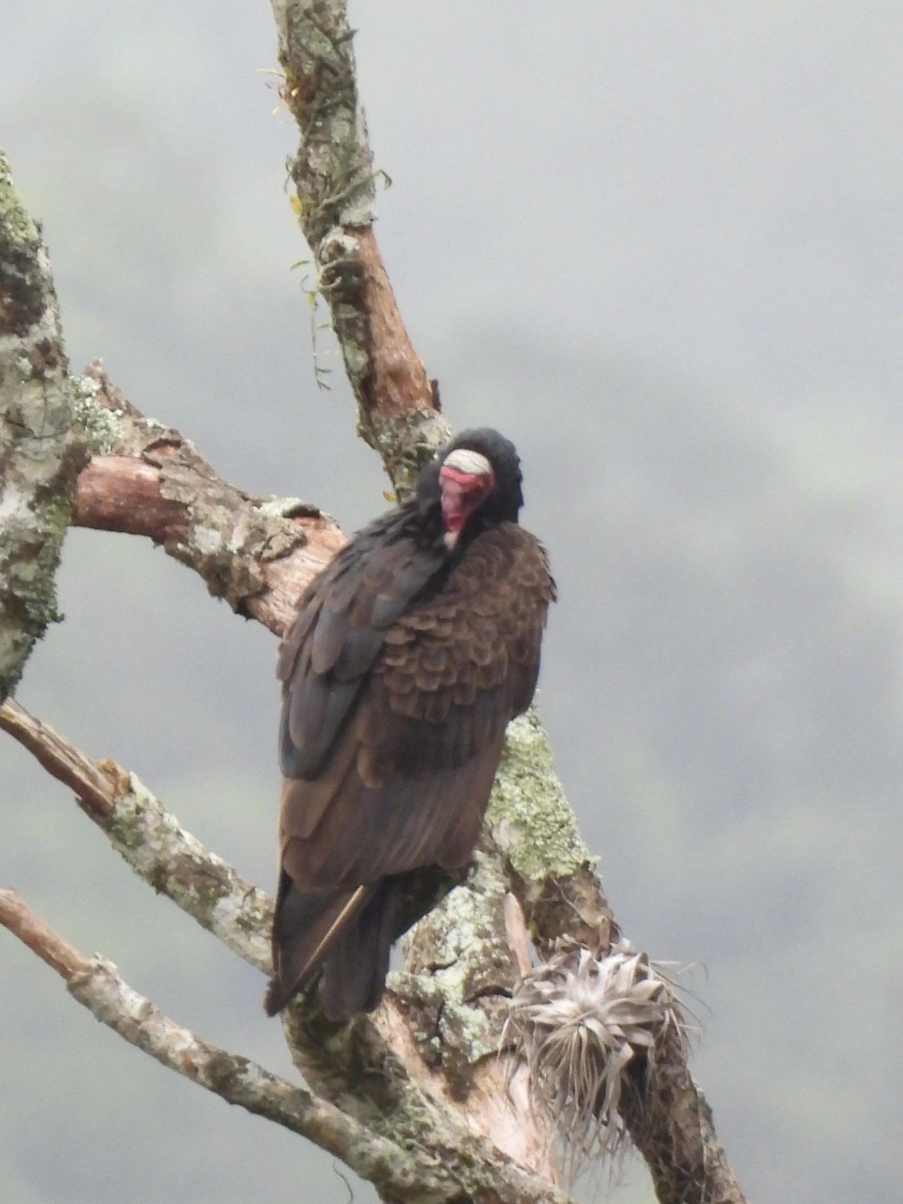 Urubu-de-cabeça-vermelha (Cathartes aura), aves, fotografado em Maresias, São Sebastião