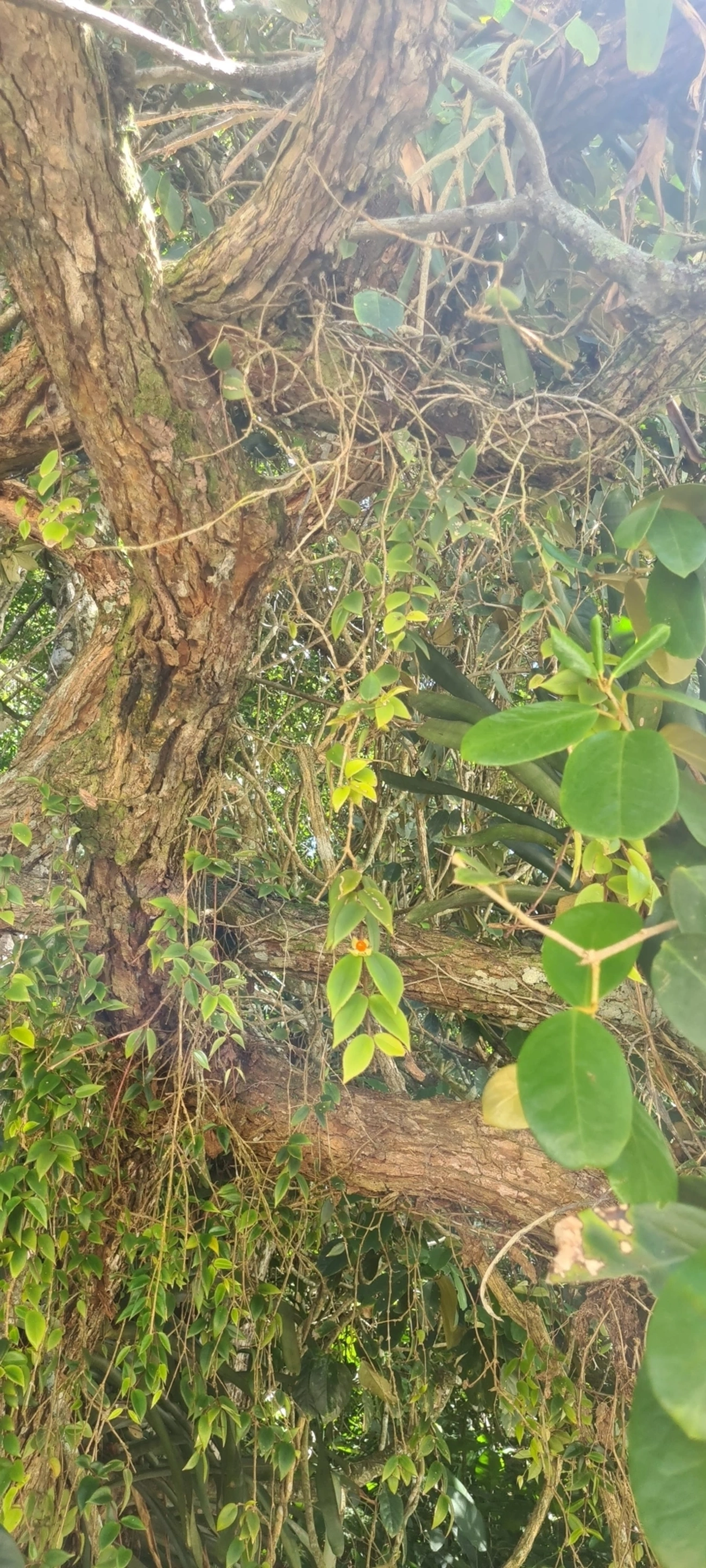 Codonanthe gracilis, plantas, fotografado em Maresias, São Sebastião