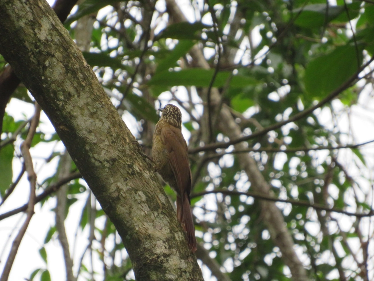 Arapaçu-grande (Dendrocolaptes platyrostris), aves, fotografado em Maresias, São Sebastião
