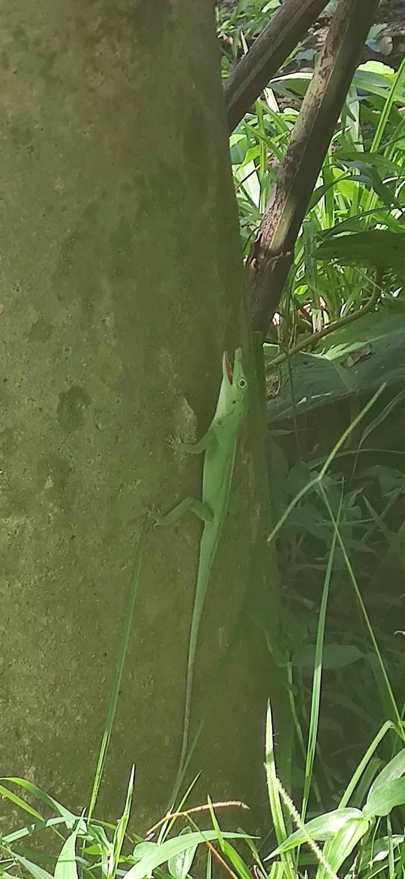 Lagarto papa-vento (Anolis punctatus), répteis, fotografado em Maresias, São Sebastião