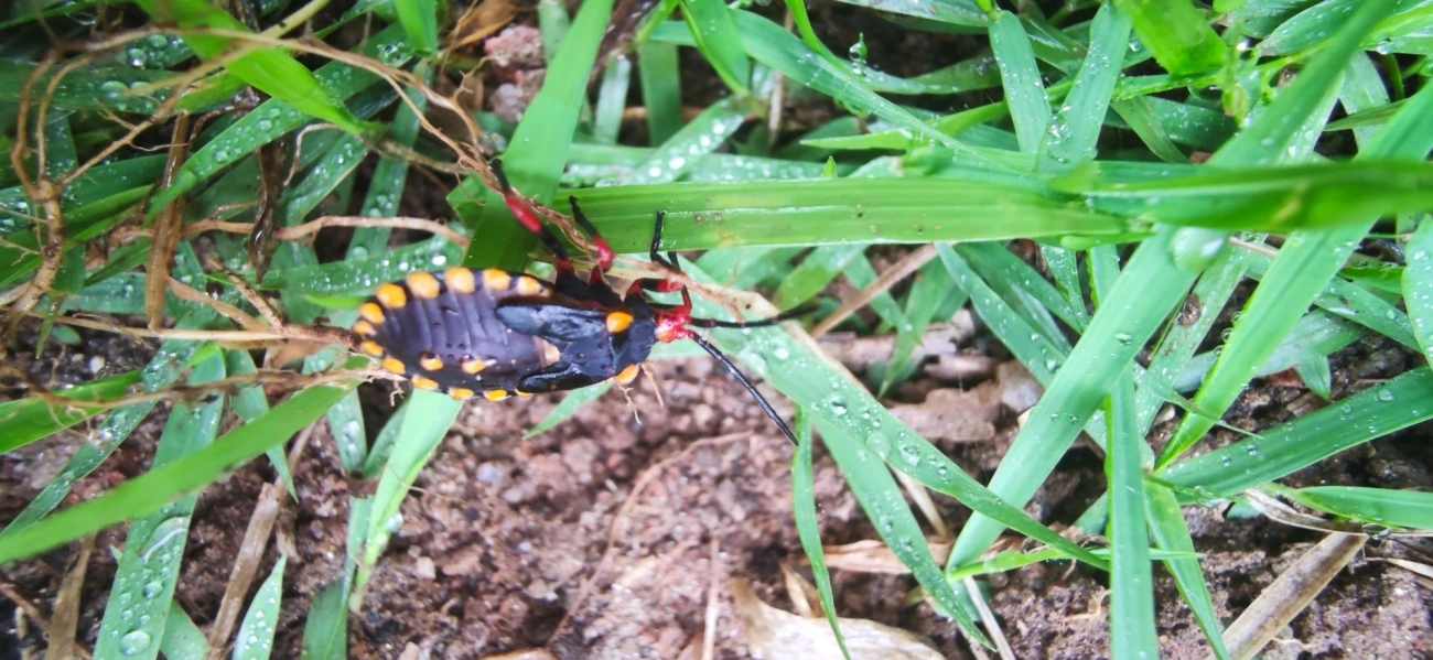 Spartocera, insetos, fotografado em Maresias, São Sebastião