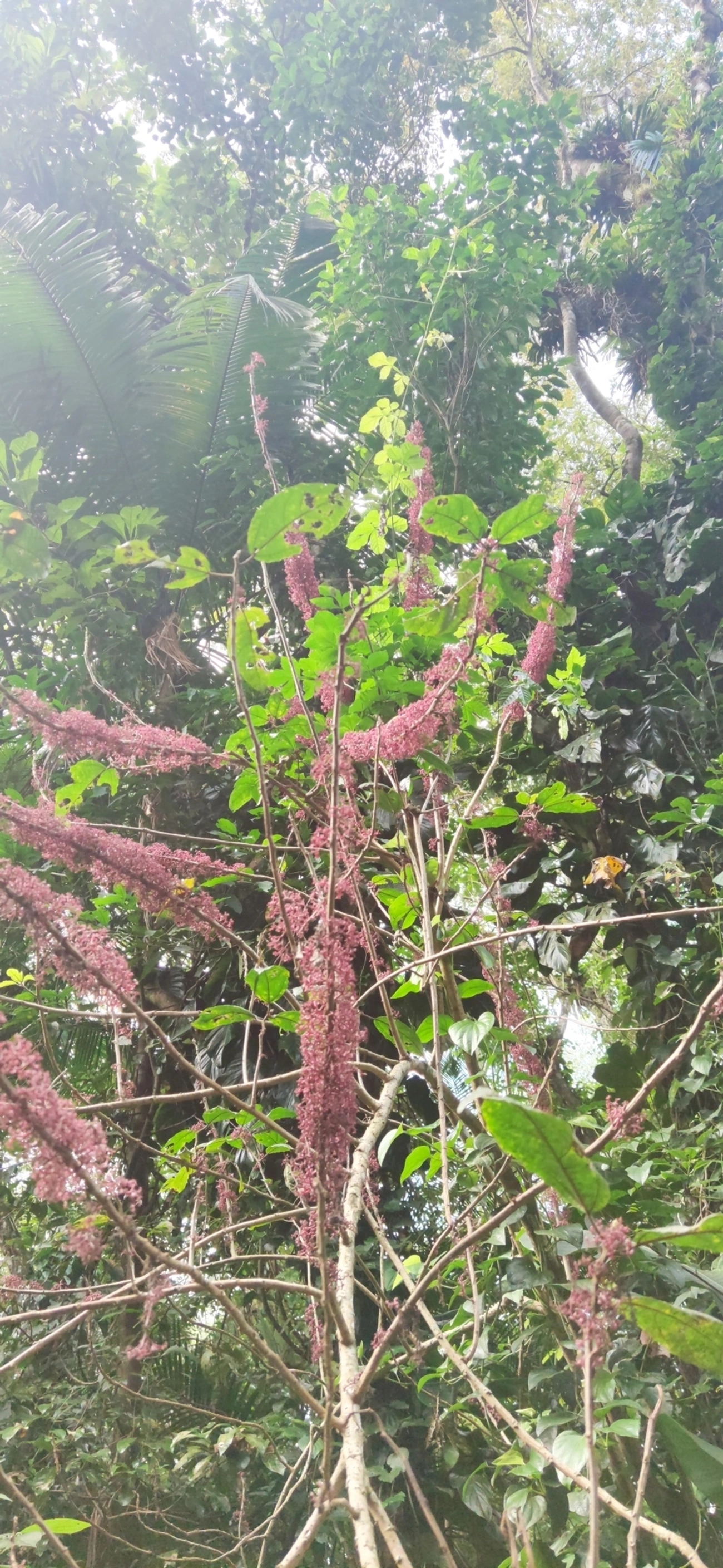 Urtiga-brava (Urera baccifera), plantas, fotografado em Camburí, São Sebastião