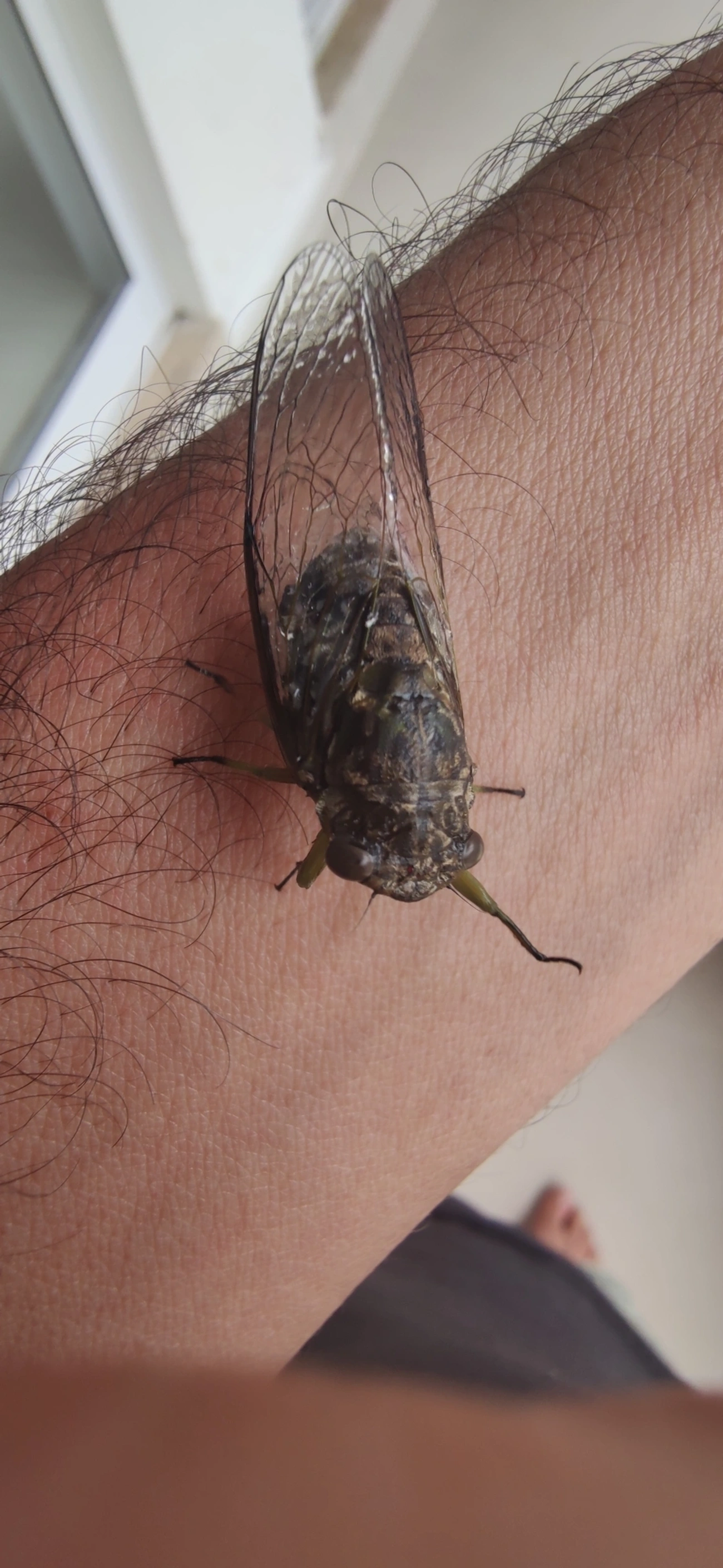 Cigarras típicas (Cicadidae), insetos, fotografado em Maresias, São Sebastião