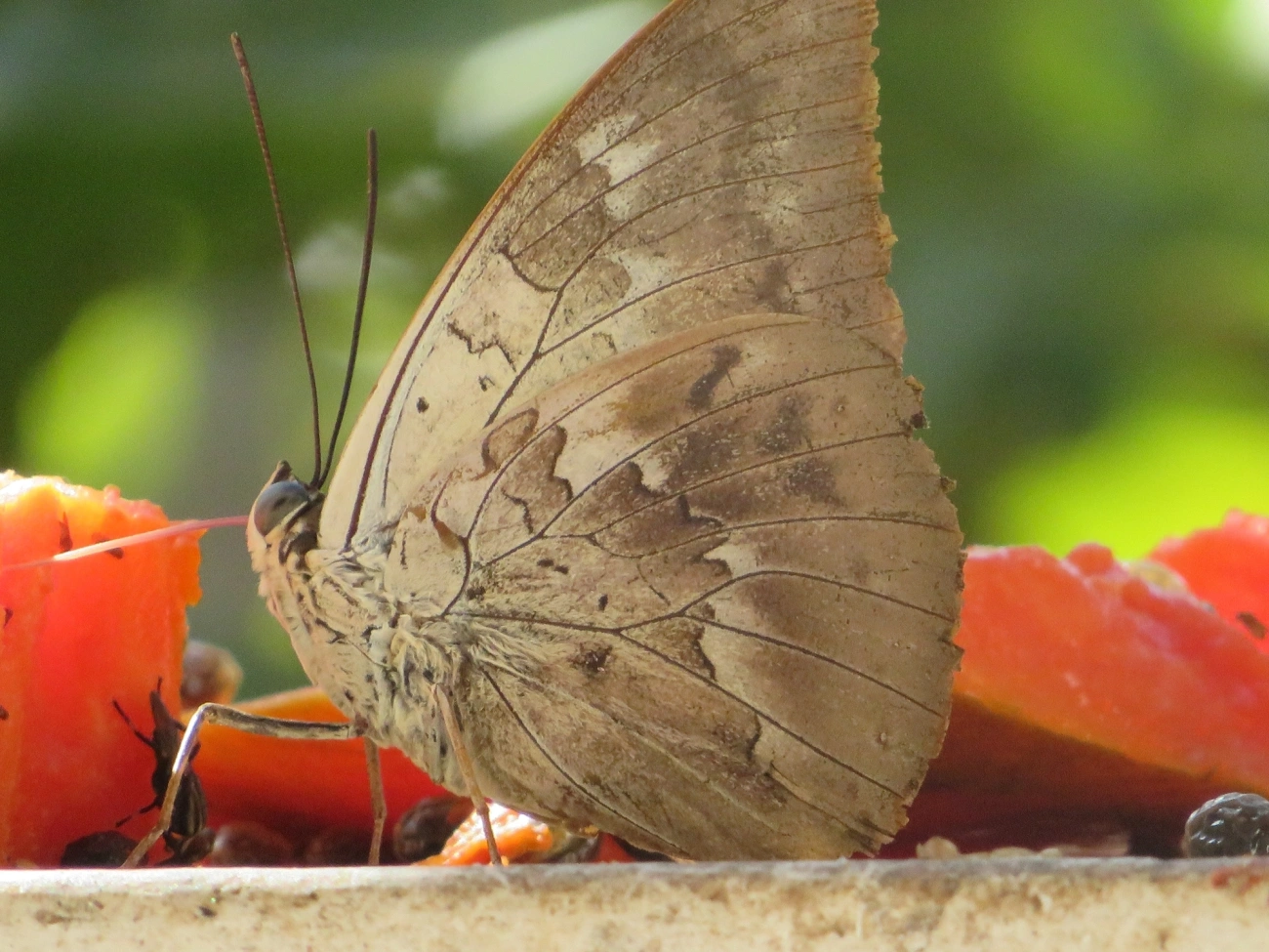Prepona-de-um-ponto (Archaeoprepona demophon), insetos, fotografado em Maresias, São Sebastião