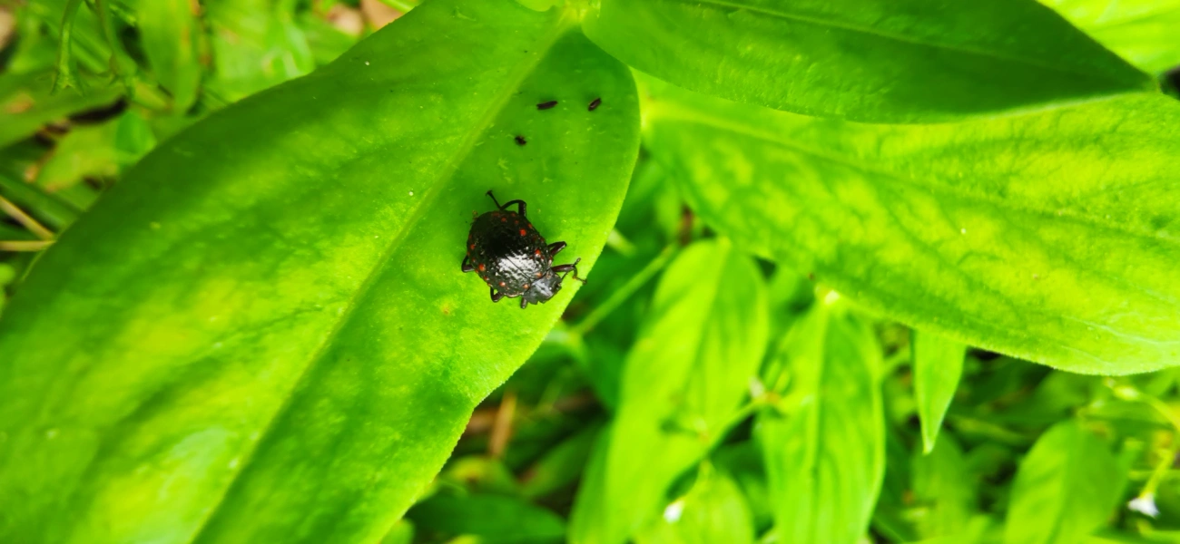 Xenius corallifer, insetos, fotografado em Maresias, São Sebastião