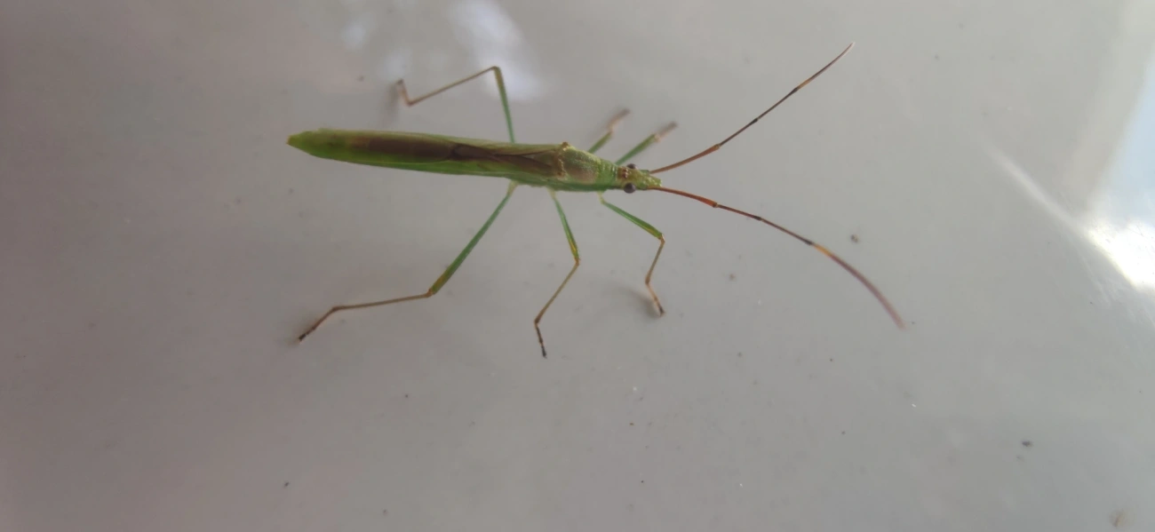 Stenocoris, insetos, fotografado em Maresias, São Sebastião
