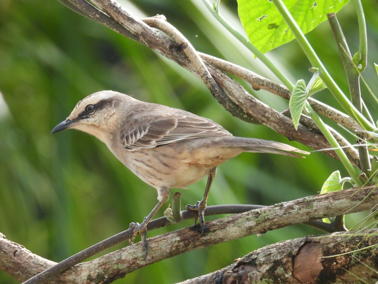 Sabiá-do-campo (Mimus saturninus), aves, fotografado em Maresias, São Sebastião