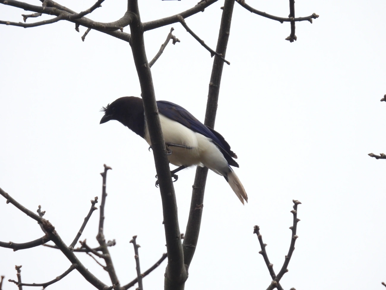 Gralha-do-campo (Cyanocorax cristatellus), aves, fotografado em Catuçaba, São Luíz do Paraitinga