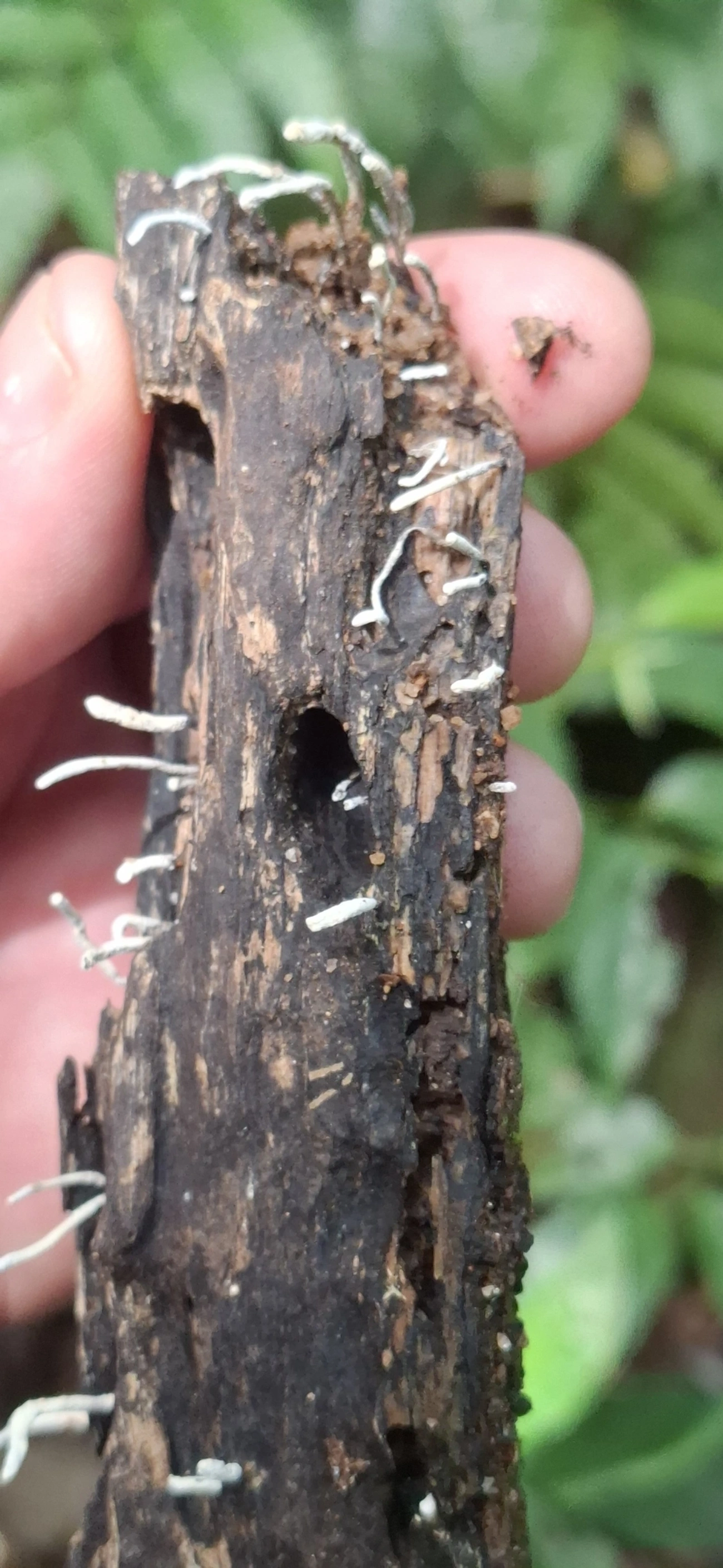 Xylaria, fungos, fotografado em Enxovas, Ilhabela
