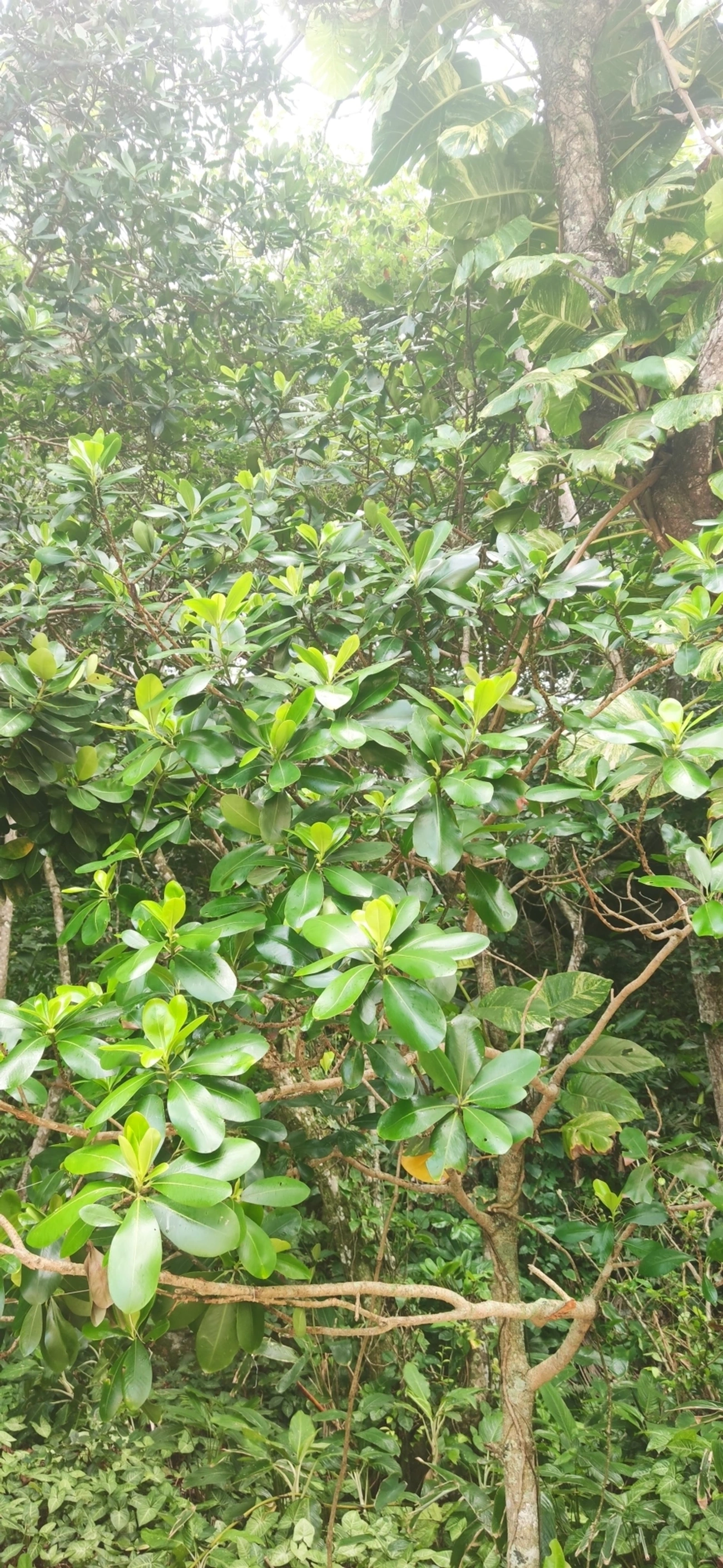 Pinhão-roxo (Jatropha gossypiifolia), plantas, fotografado em Paúba, São Sebastião