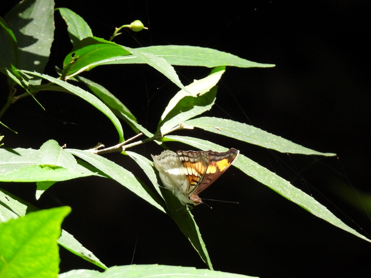 Doxocopa linda, insetos, fotografado em Bom Fim do Bom Jesus, Cabreúva
