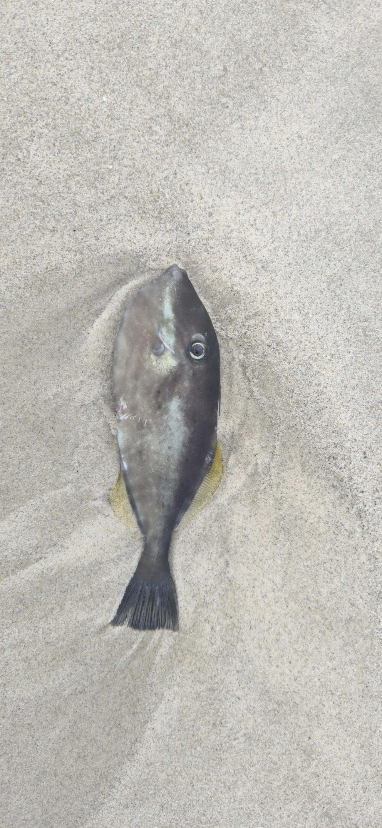 Peixe-porco (Aluterus monoceros), peixes, fotografado em São Sebastião