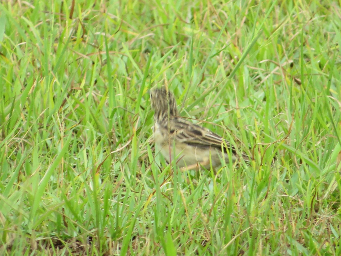 Caminheiro-zumbidor (Anthus chii), aves, fotografado em Maresias, São Sebastião