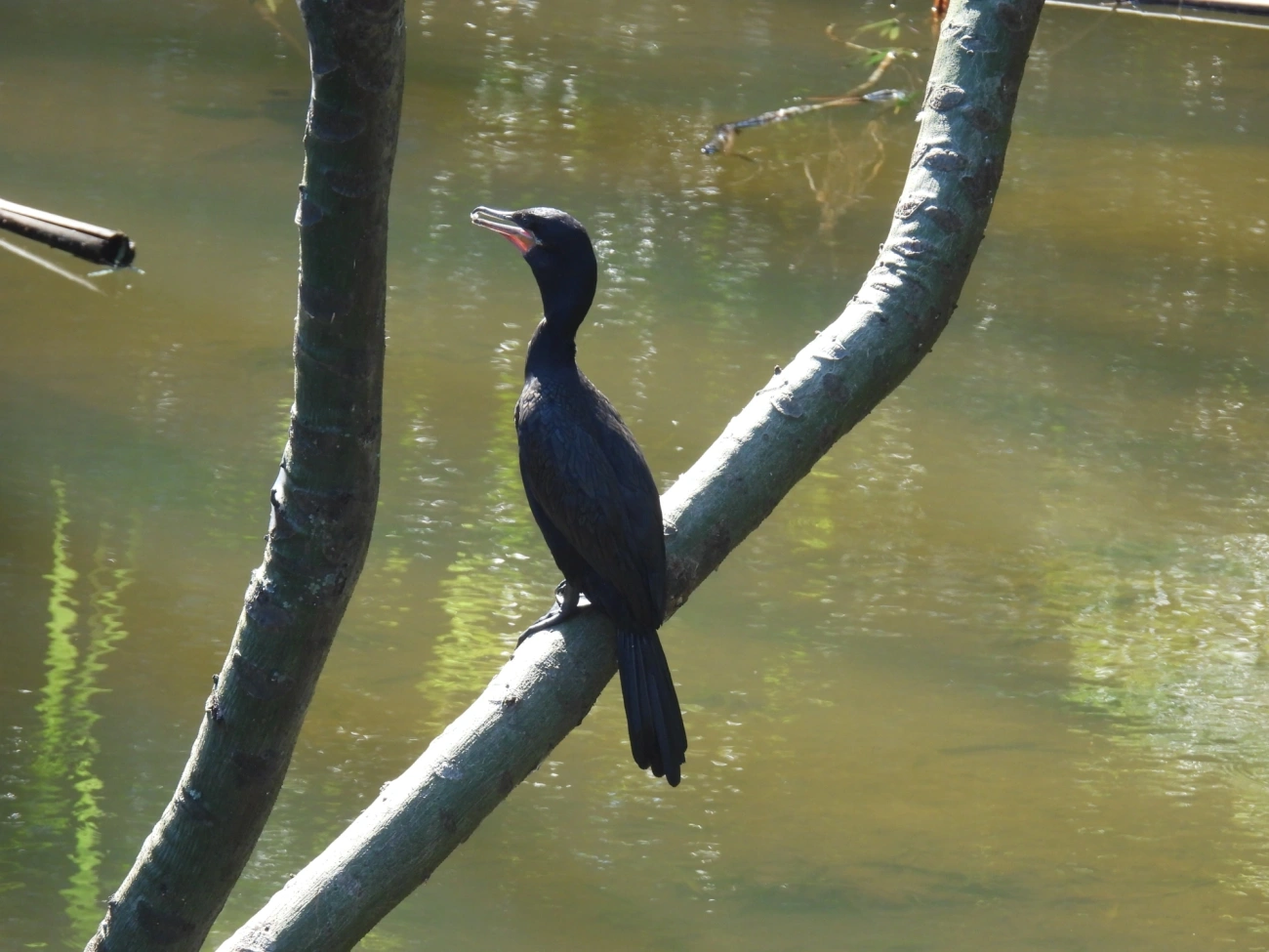 Biguá (Nannopterum brasilianum), aves, fotografado em Maresias, São Sebastião