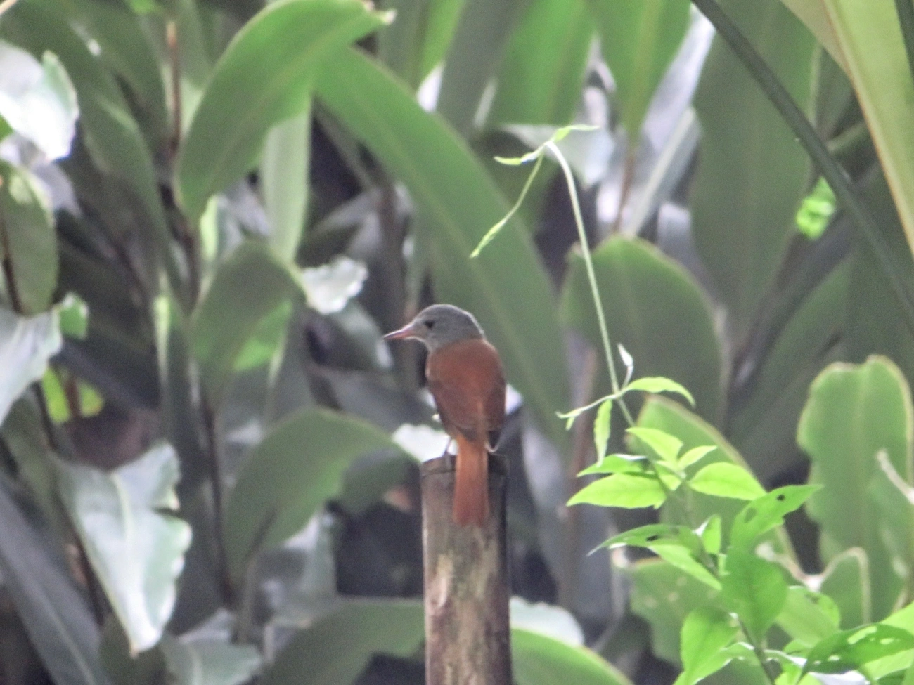Capitão-de-saíra (Attila rufus), aves, fotografado em Maresias, São Sebastião
