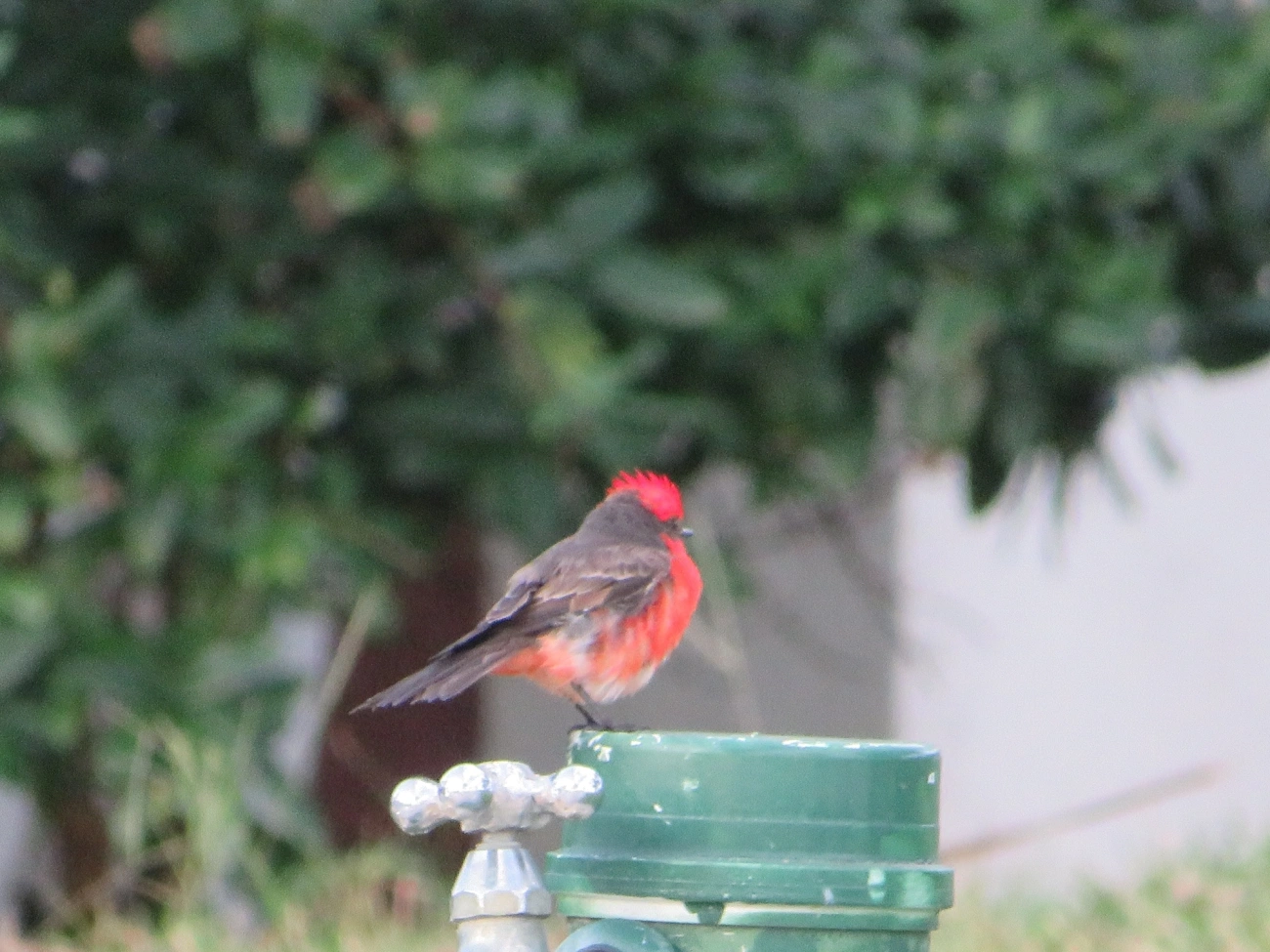 Príncipe (Pyrocephalus rubinus), aves, fotografado em Maresias, São Sebastião