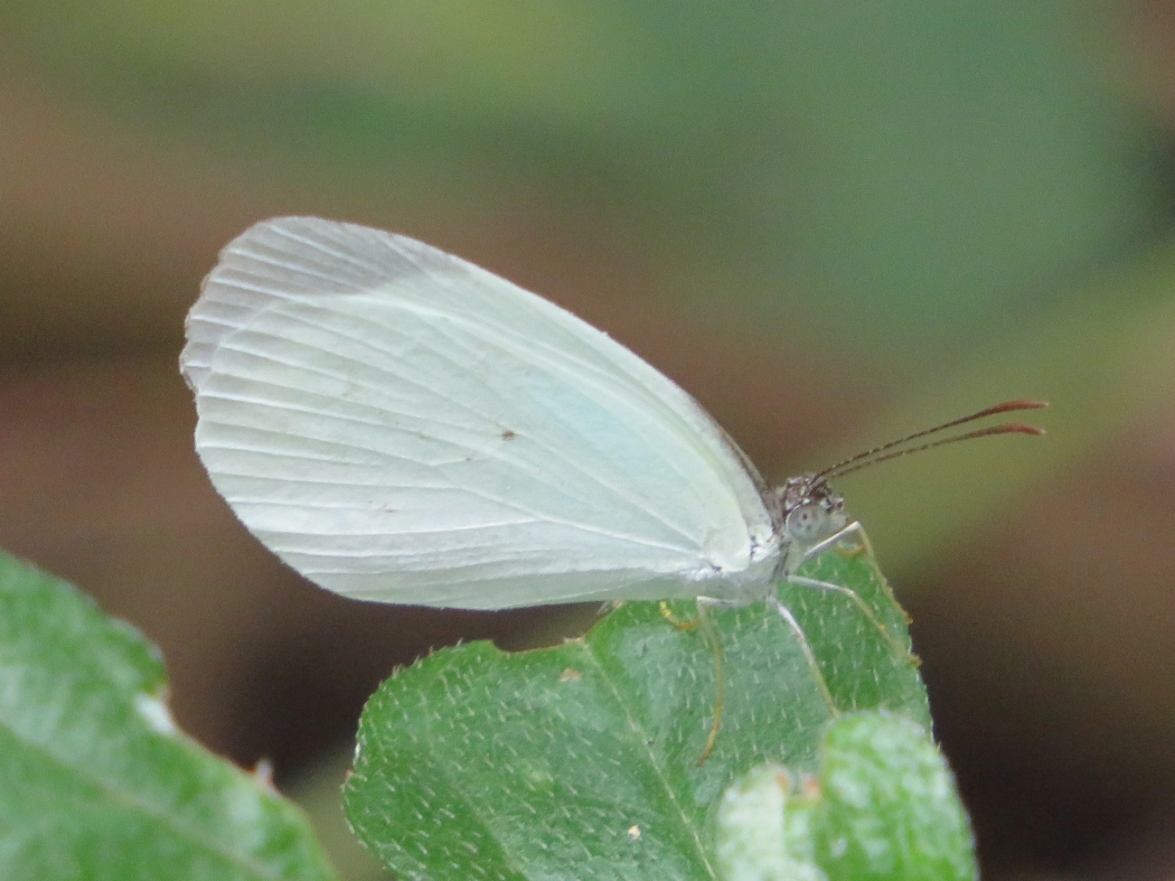 Borboleta-fantasma-amarela (Eurema albula), insetos, fotografado em Maresias, São Sebastião