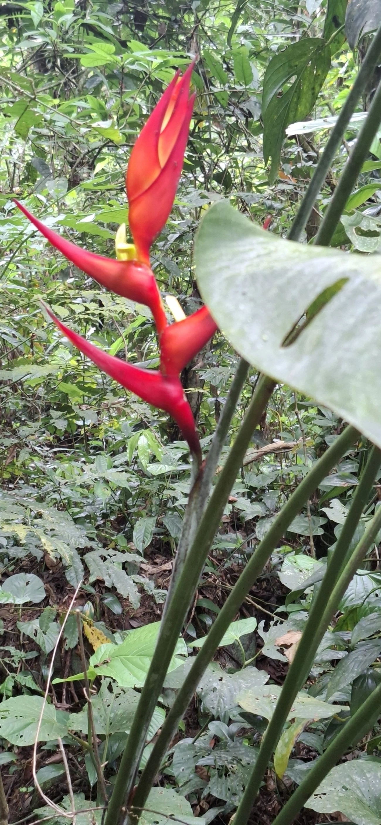 Caeté (Heliconia farinosa), plantas, fotografado em Maresias, São Sebastião